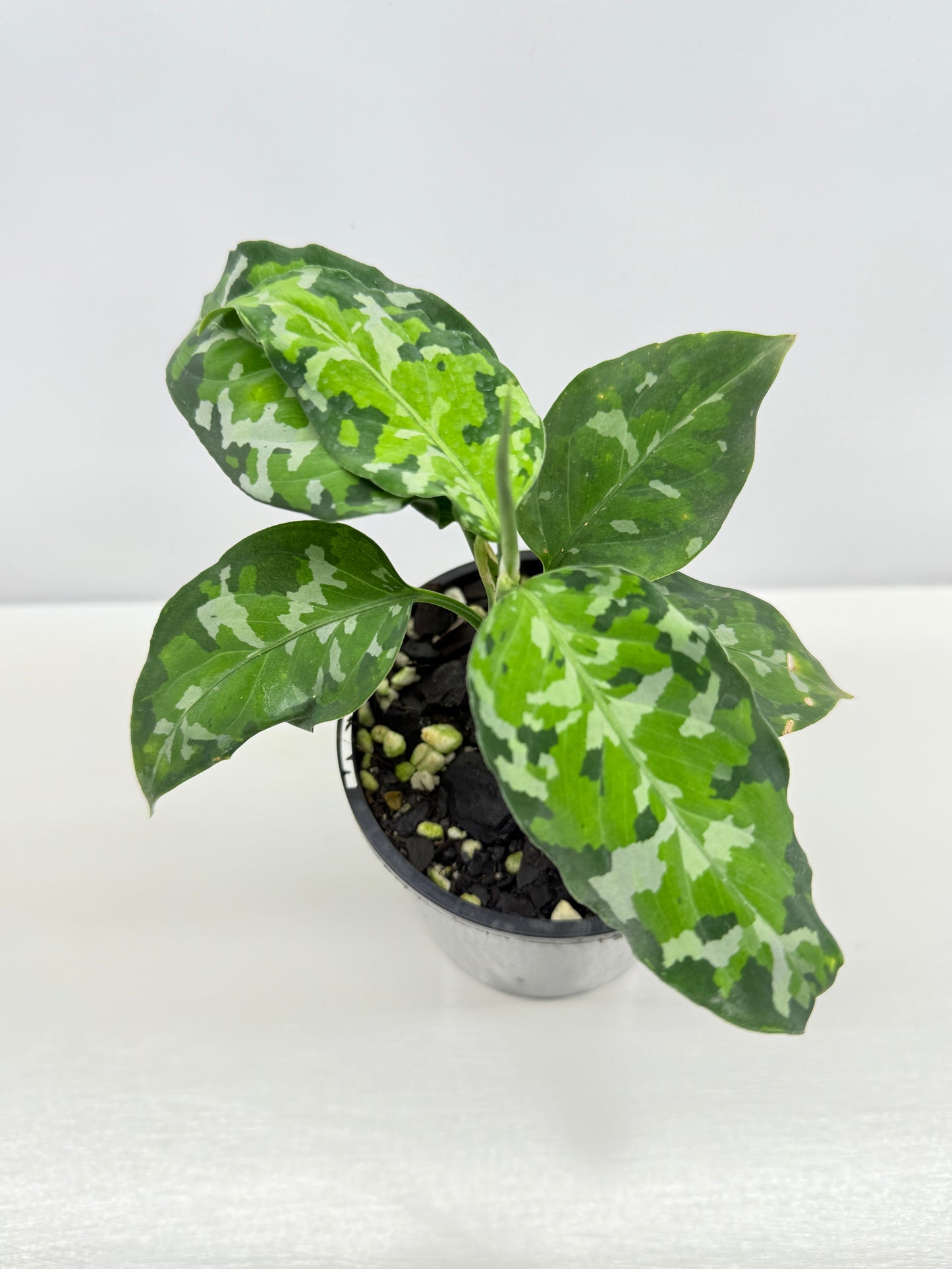 Aglaonema Pictum 'Tricolour' - NONTC B67