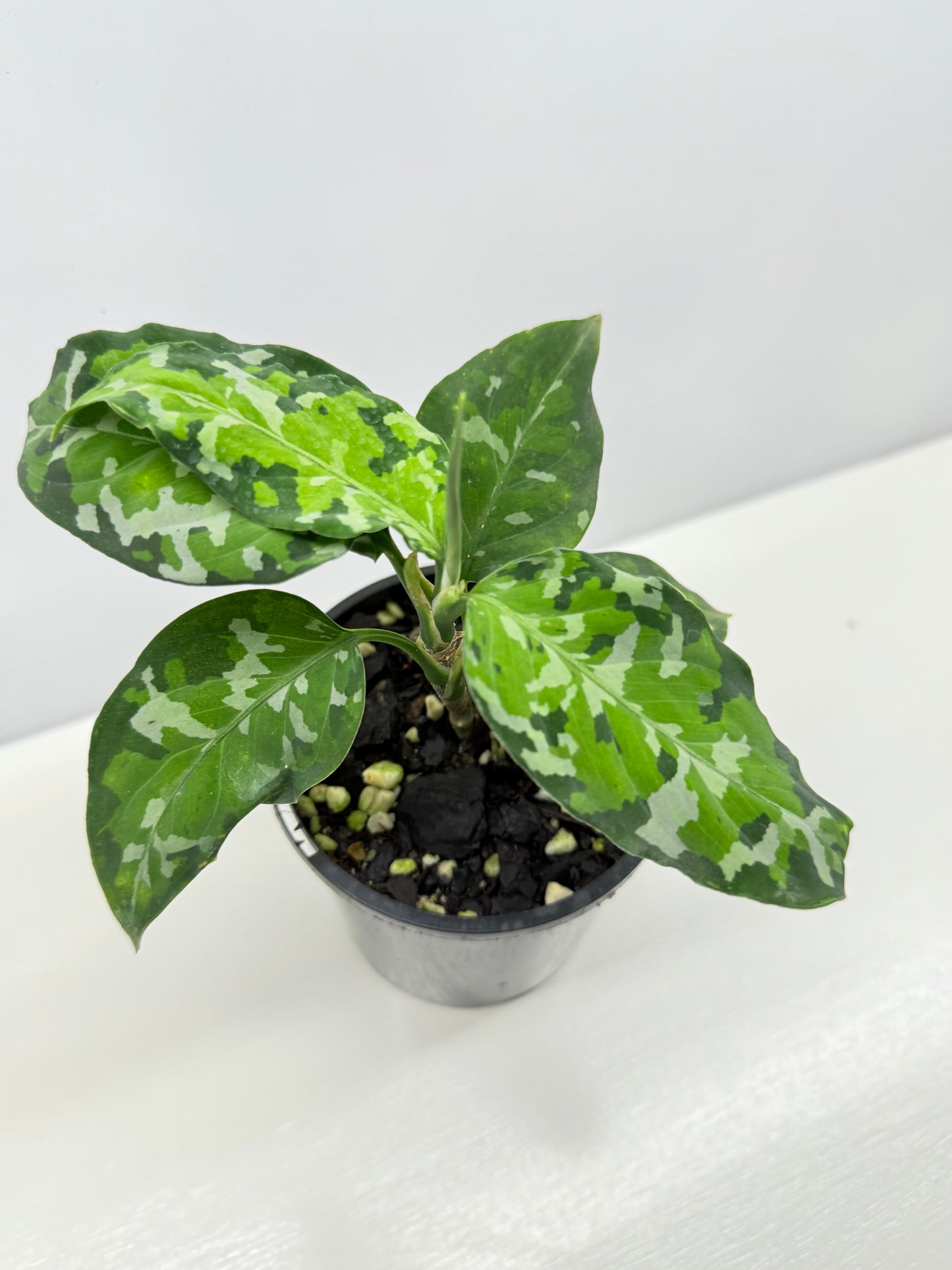 Aglaonema Pictum 'Tricolour' - NONTC B67