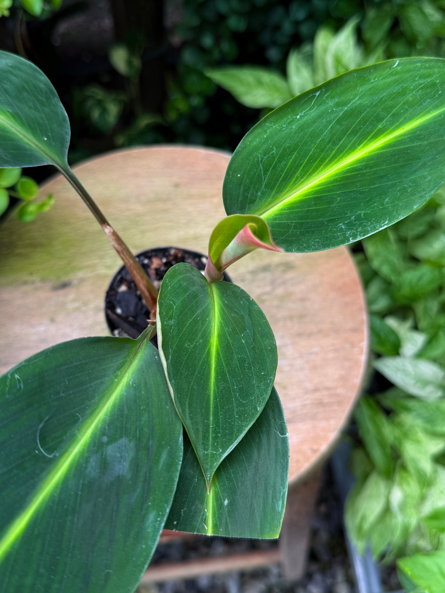 Boesenbergia aurantiaca 'Evergreen/Ornamental Ginger' - Best Plant in Stock.