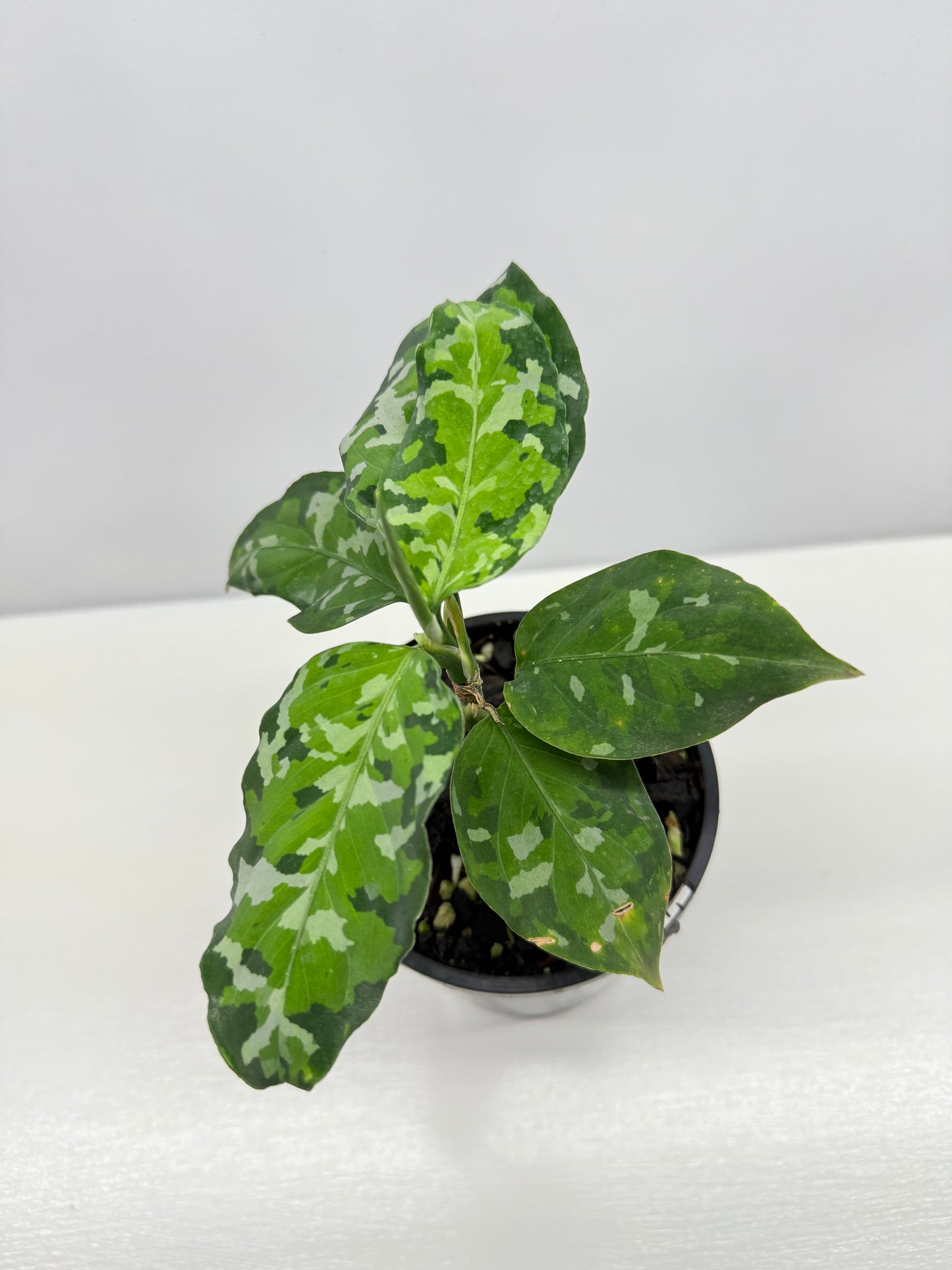 Aglaonema Pictum 'Tricolour' - NONTC B67