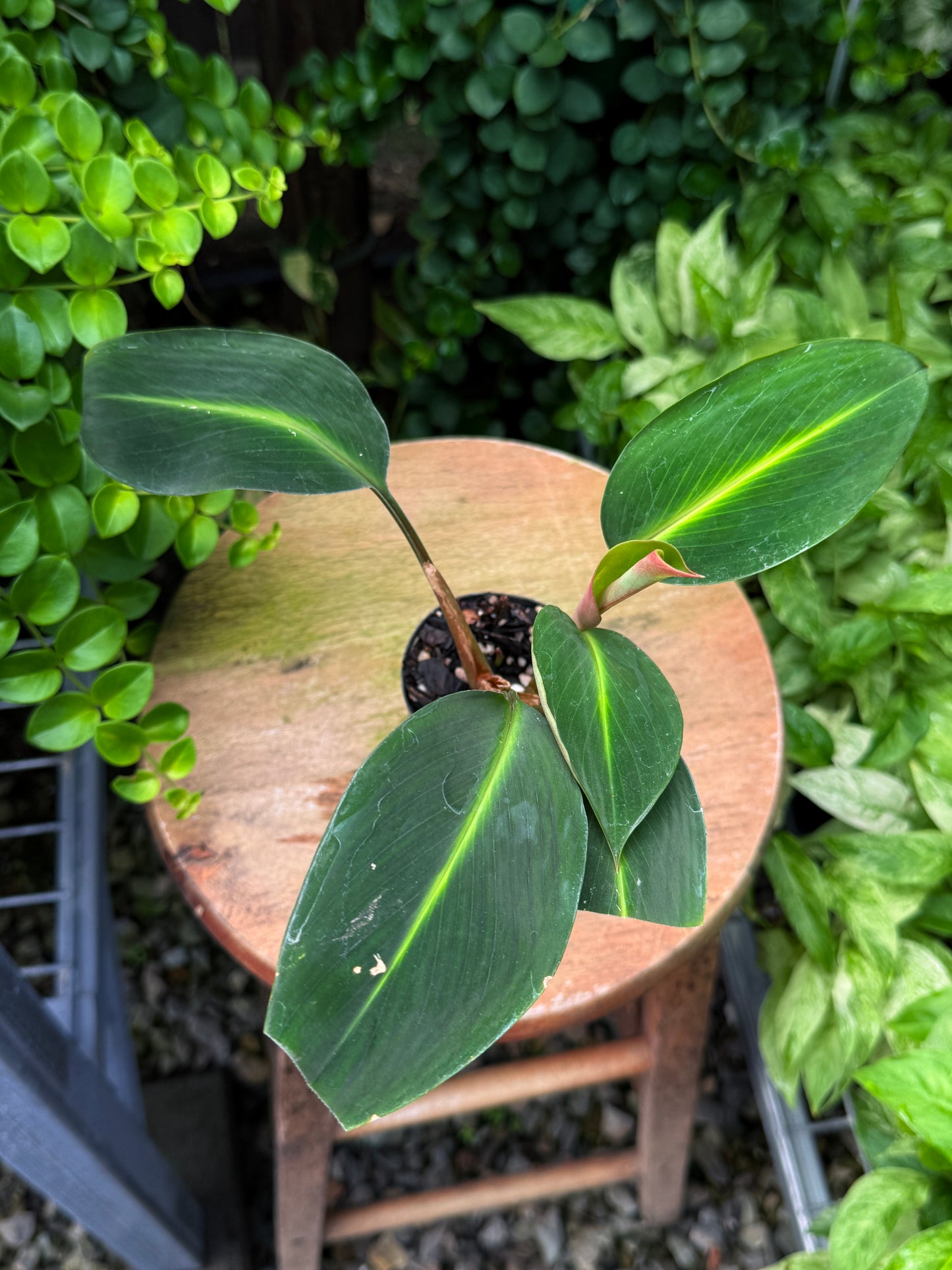 Boesenbergia aurantiaca 'Evergreen/Ornamental Ginger' - Best Plant in Stock.