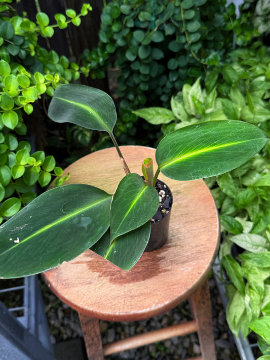 Boesenbergia aurantiaca 'Evergreen/Ornamental Ginger' - Best Plant in Stock.