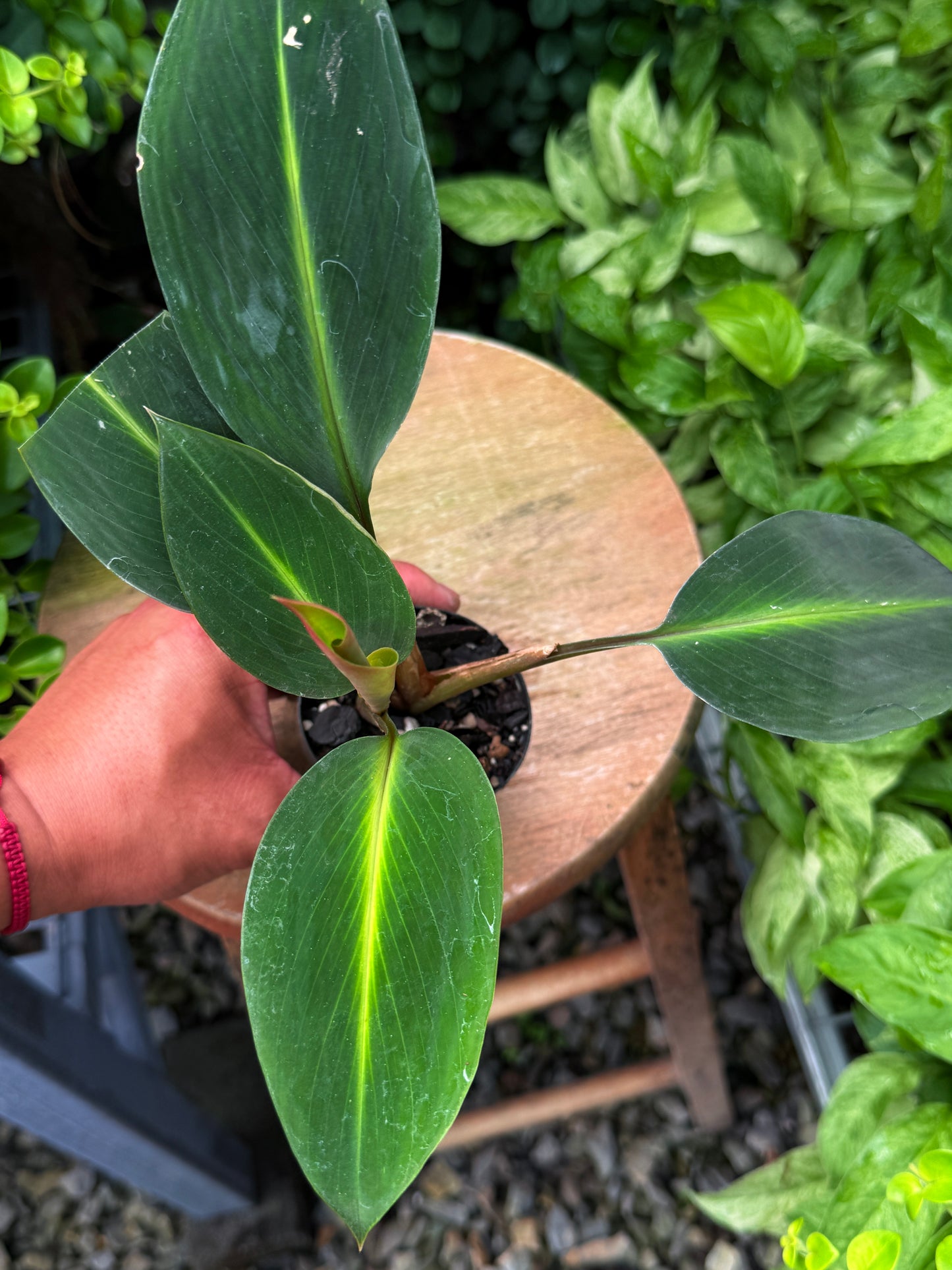 Boesenbergia aurantiaca 'Evergreen/Ornamental Ginger' - Best Plant in Stock.
