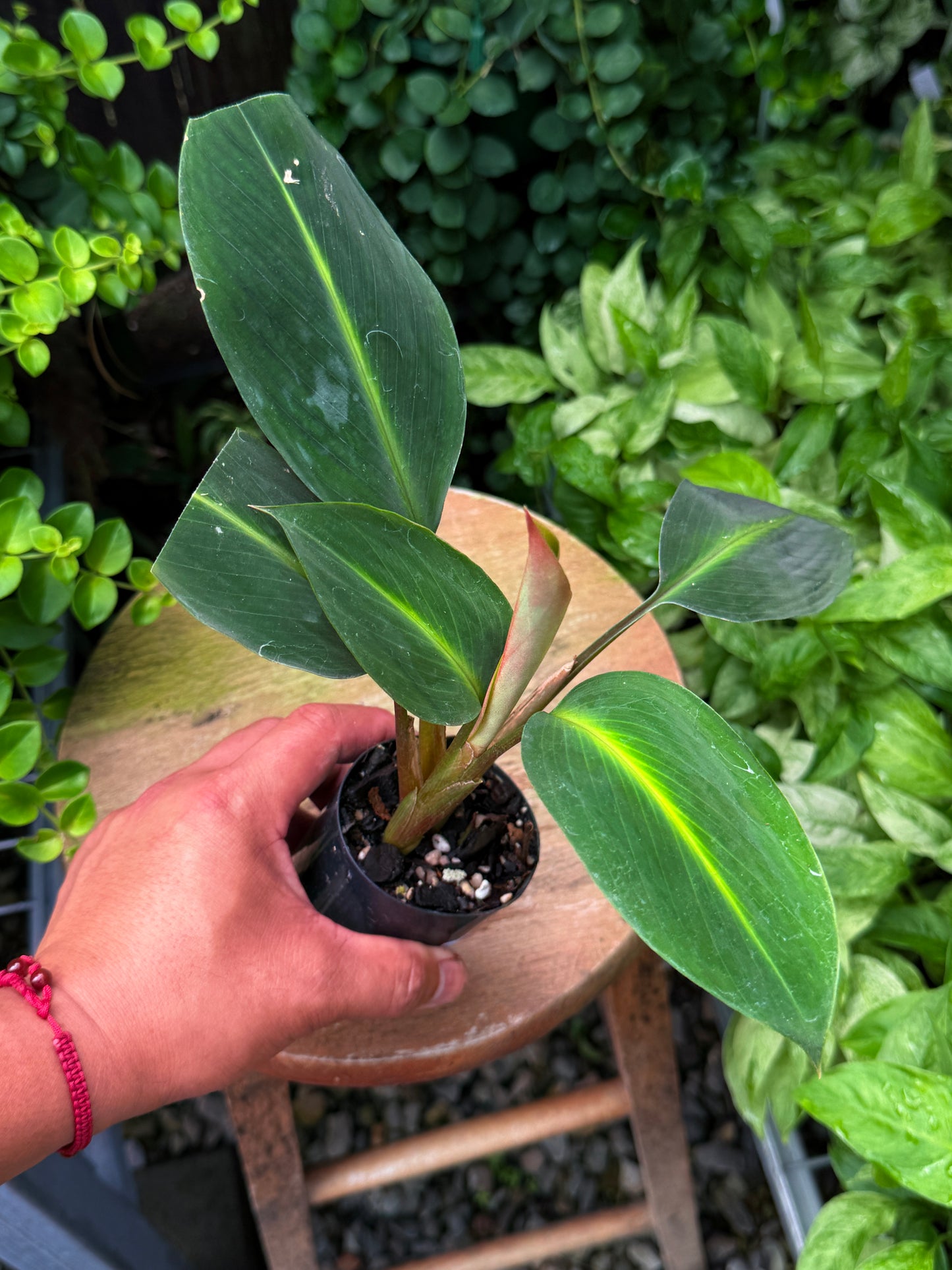 Boesenbergia aurantiaca 'Evergreen/Ornamental Ginger' - Best Plant in Stock.