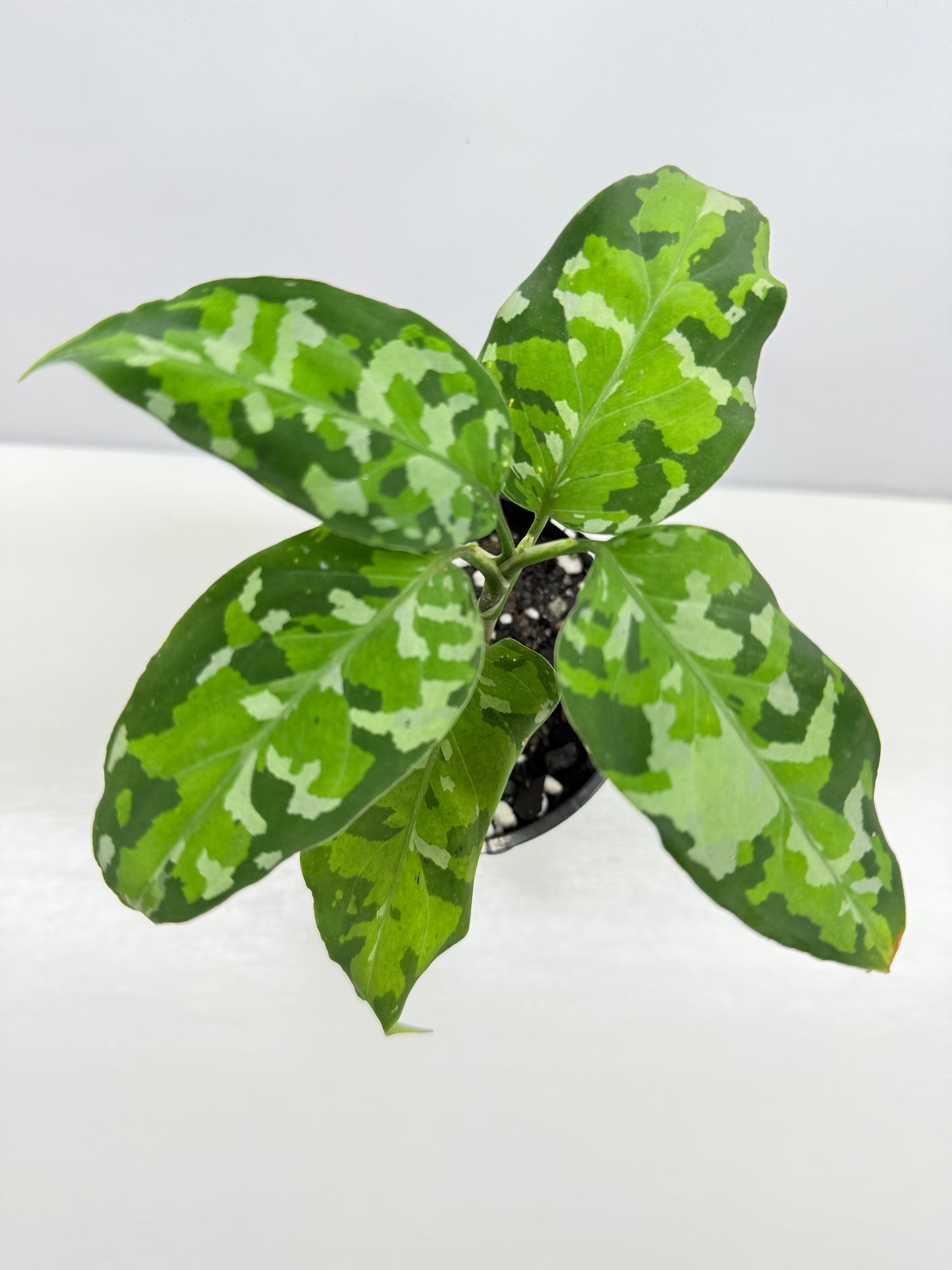 Aglaonema Pictum 'Tricolour' - NONTC B68