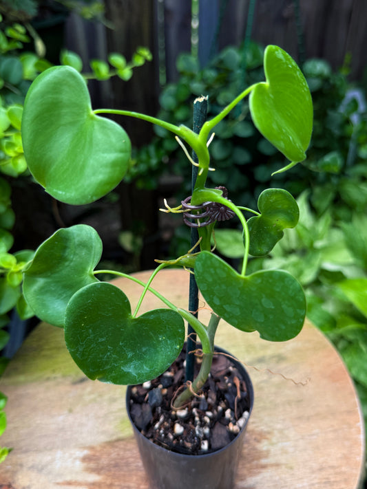 Philodendron Grazielae - Rarely Offered H47