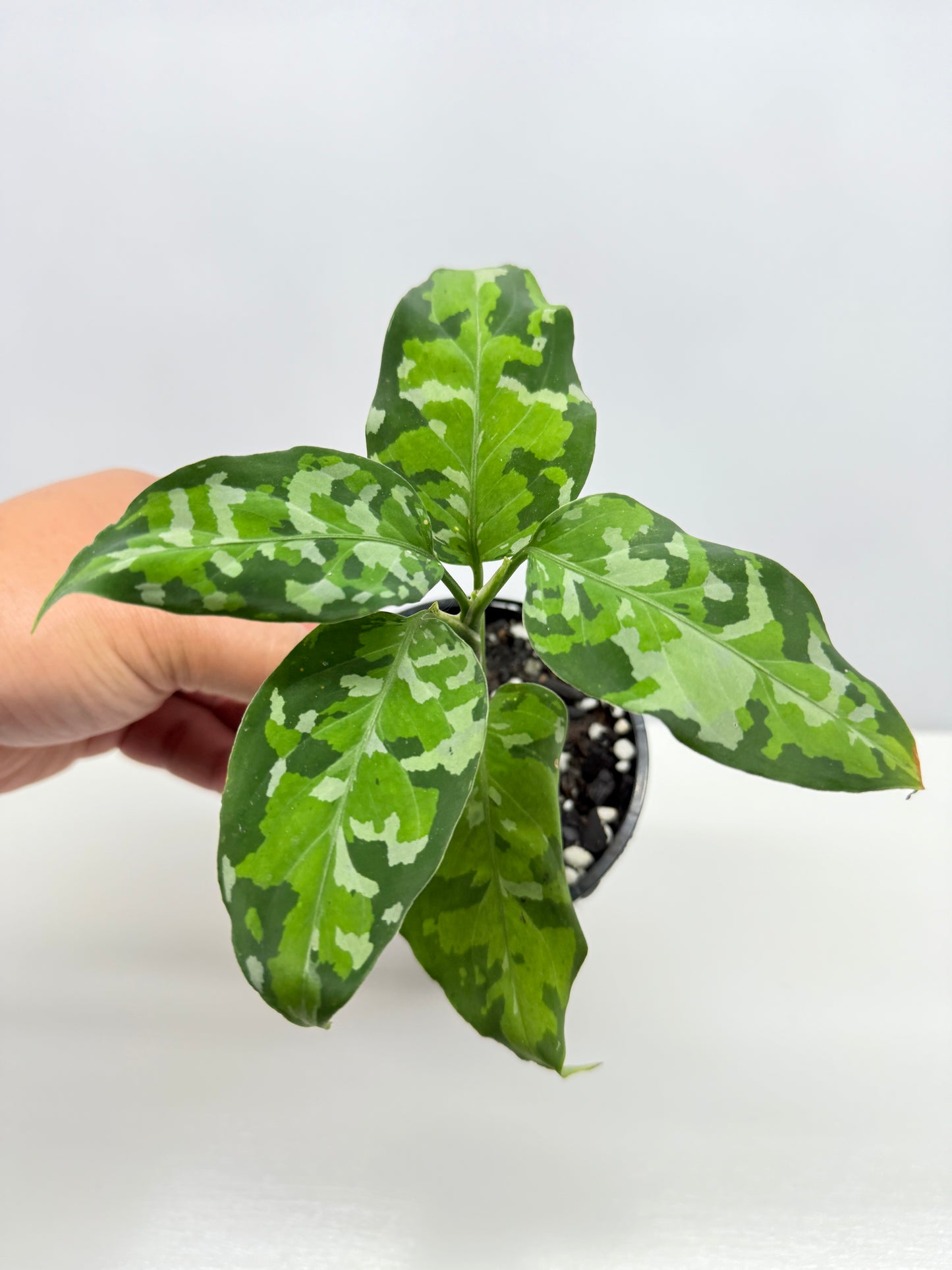 Aglaonema Pictum 'Tricolour' - NONTC B68