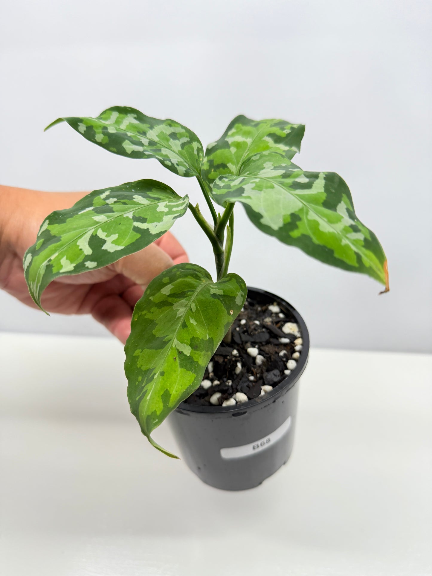 Aglaonema Pictum 'Tricolour' - NONTC B68