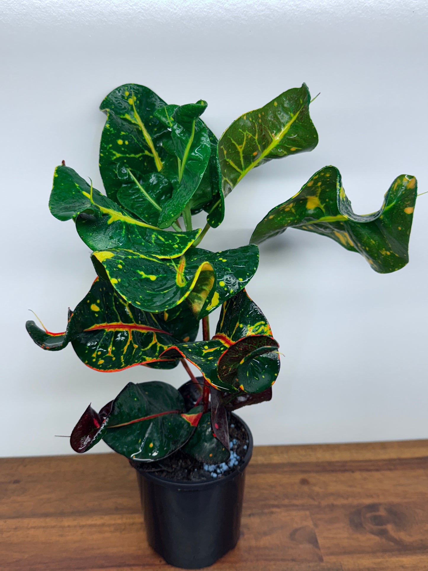 Croton Codiaeum Exotica Beauty