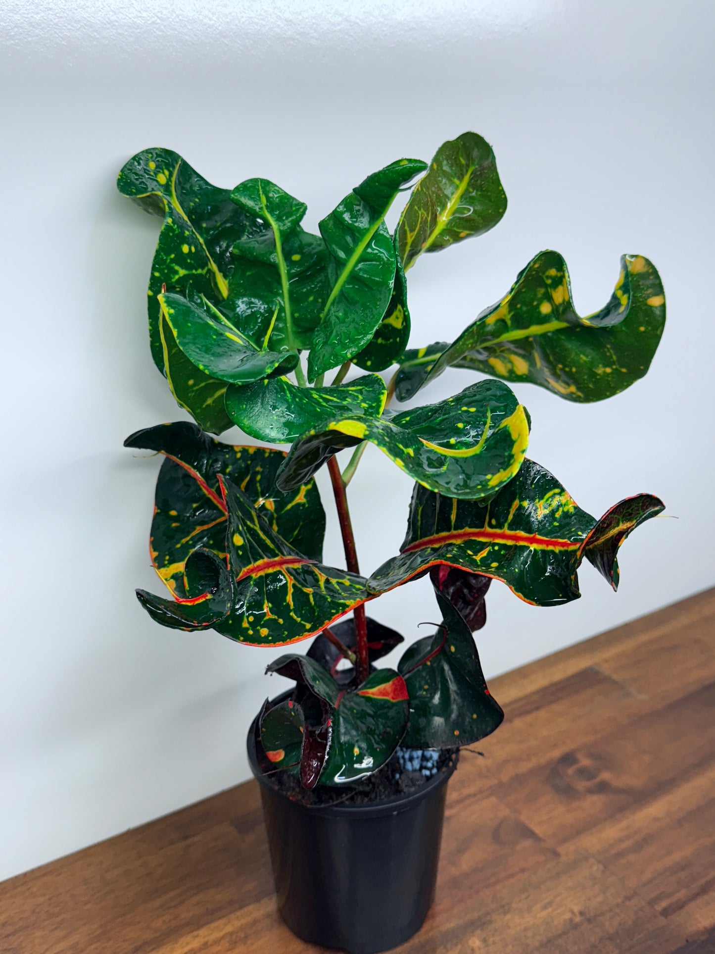 Croton Codiaeum Exotica Beauty