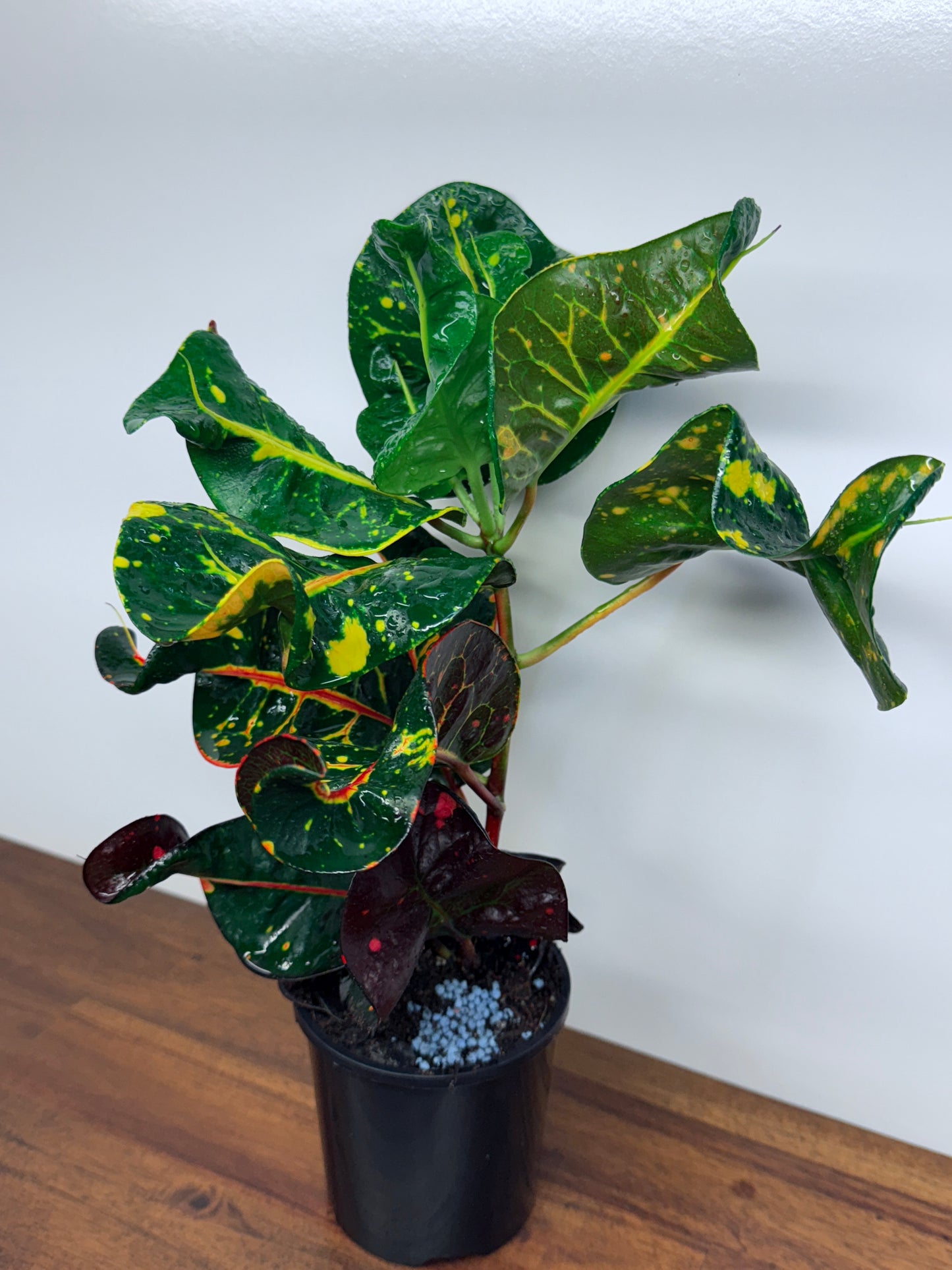 Croton Codiaeum Exotica Beauty