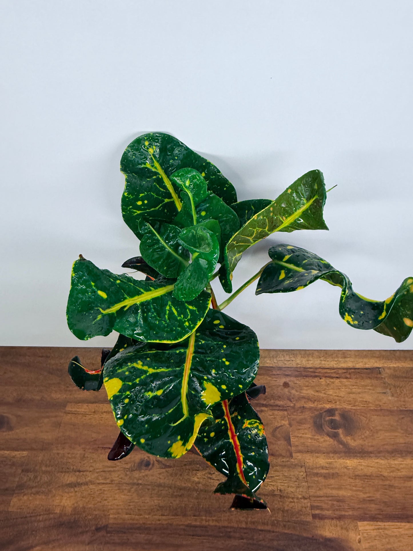 Croton Codiaeum Exotica Beauty