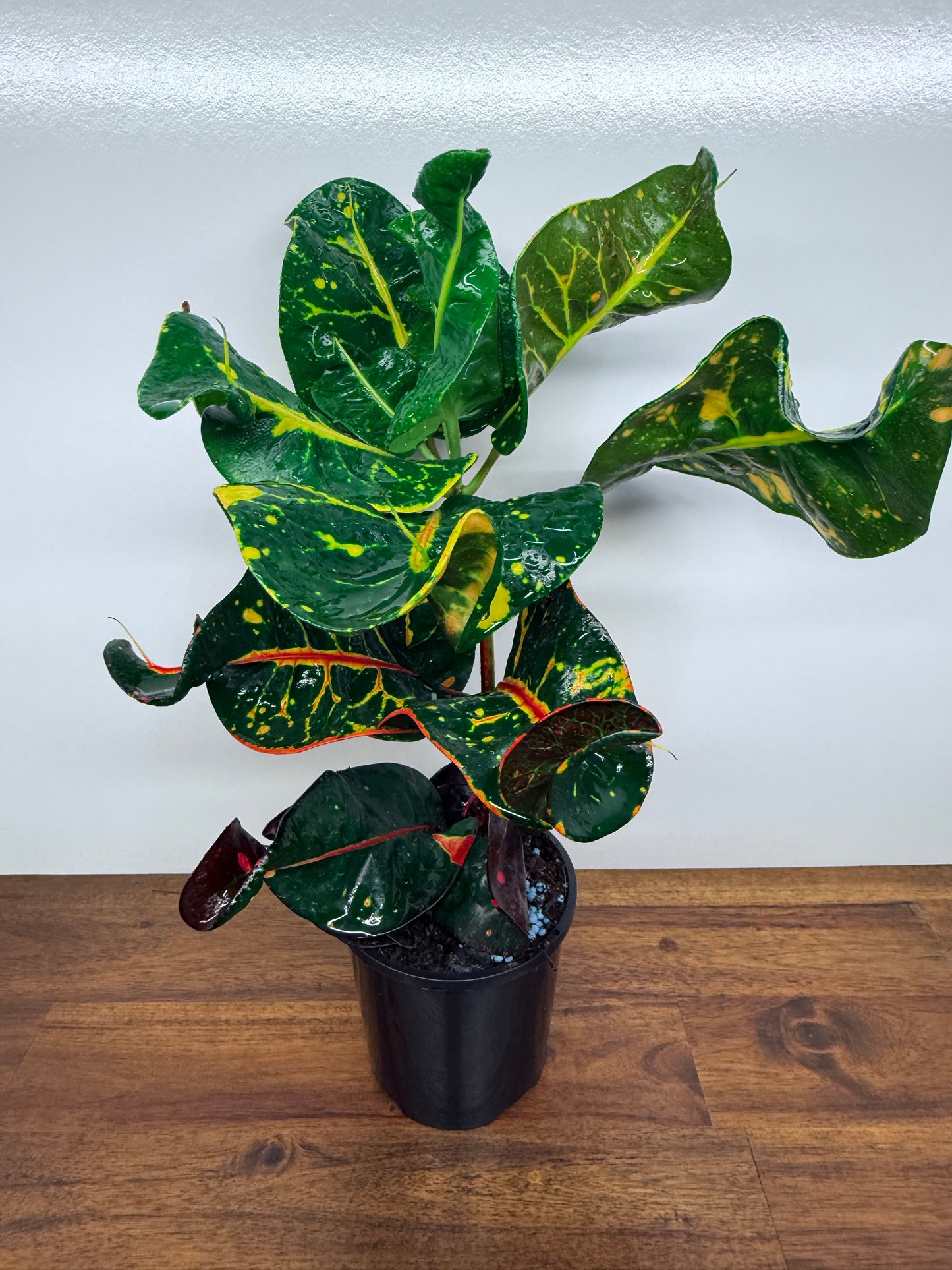 Croton Codiaeum Exotica Beauty