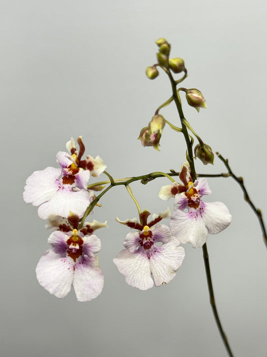 Tolu. Will Hepworth Delciate x (Ky-Elle's Rainbow x Sniffen) ' Pink Delight' B71