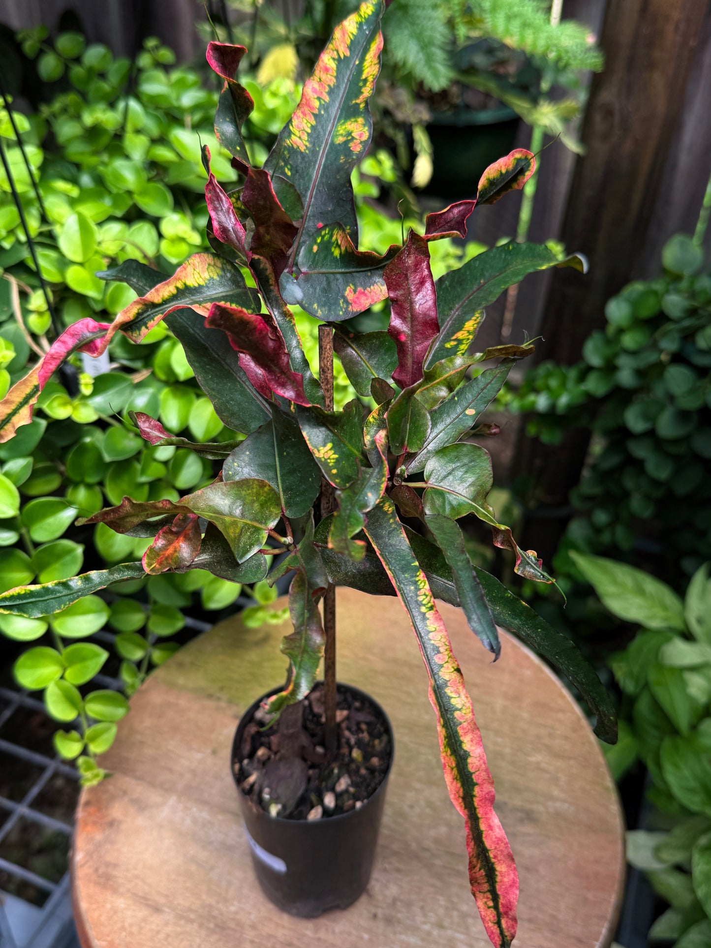 Croton 'Tutti Frutti' G44