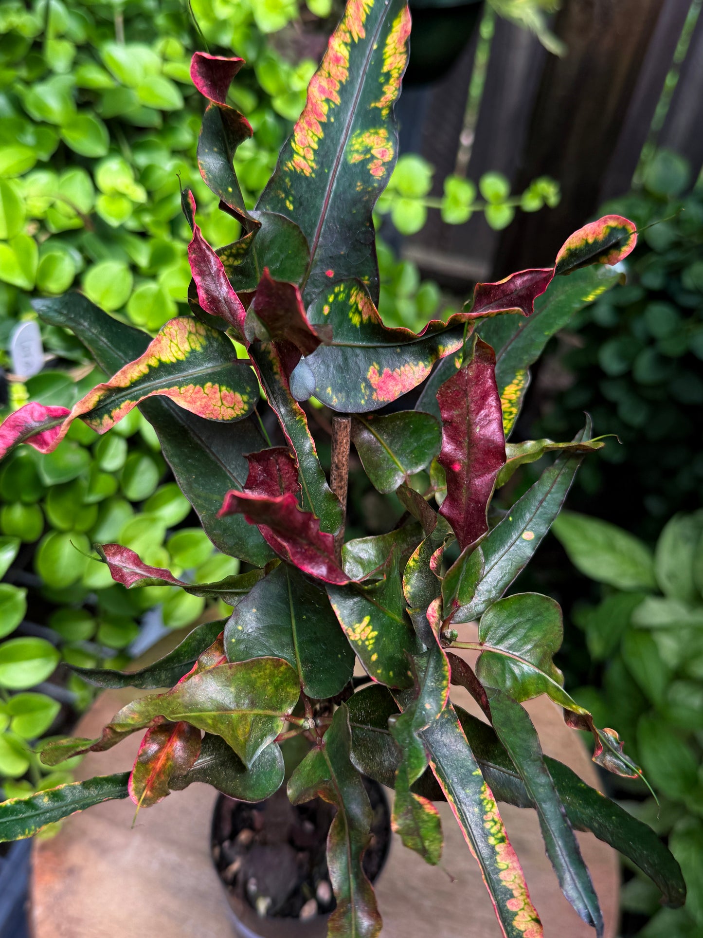 Croton 'Tutti Frutti' G44
