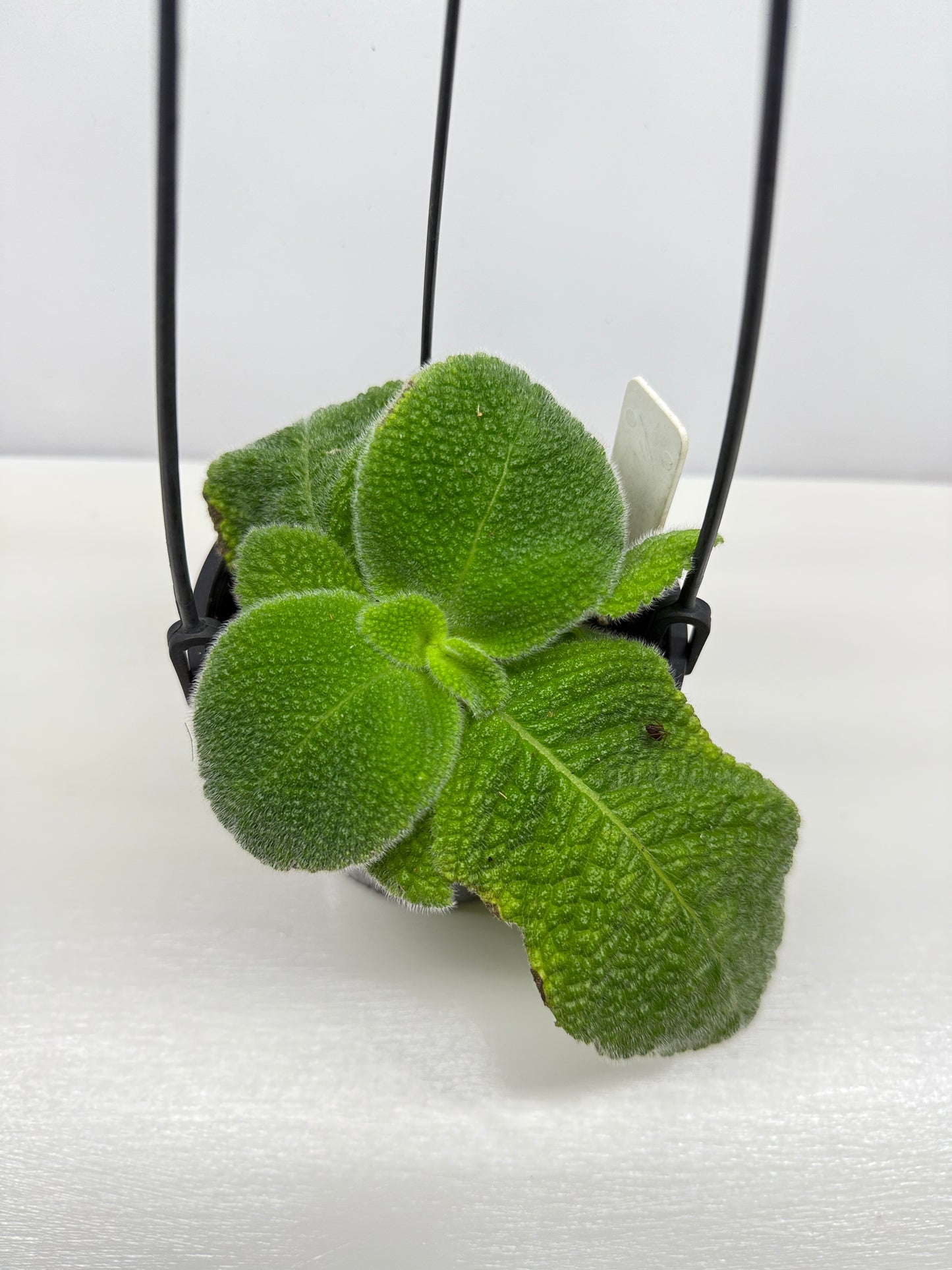 Episcia fimbriata 'Blue Heaven' - Rarely Offered B70