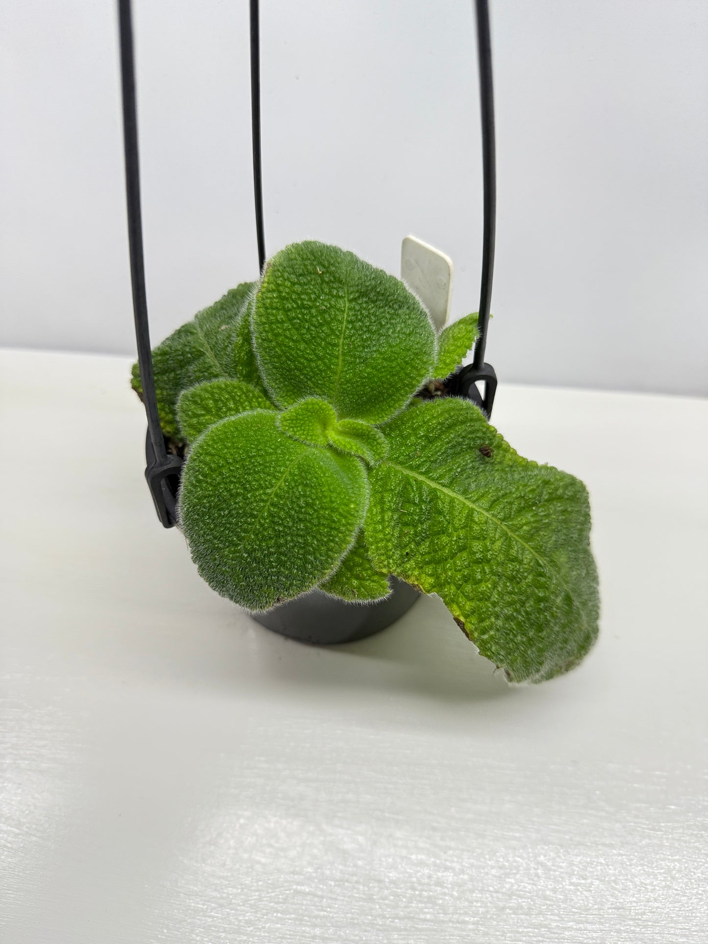 Episcia fimbriata 'Blue Heaven' - Rarely Offered B70
