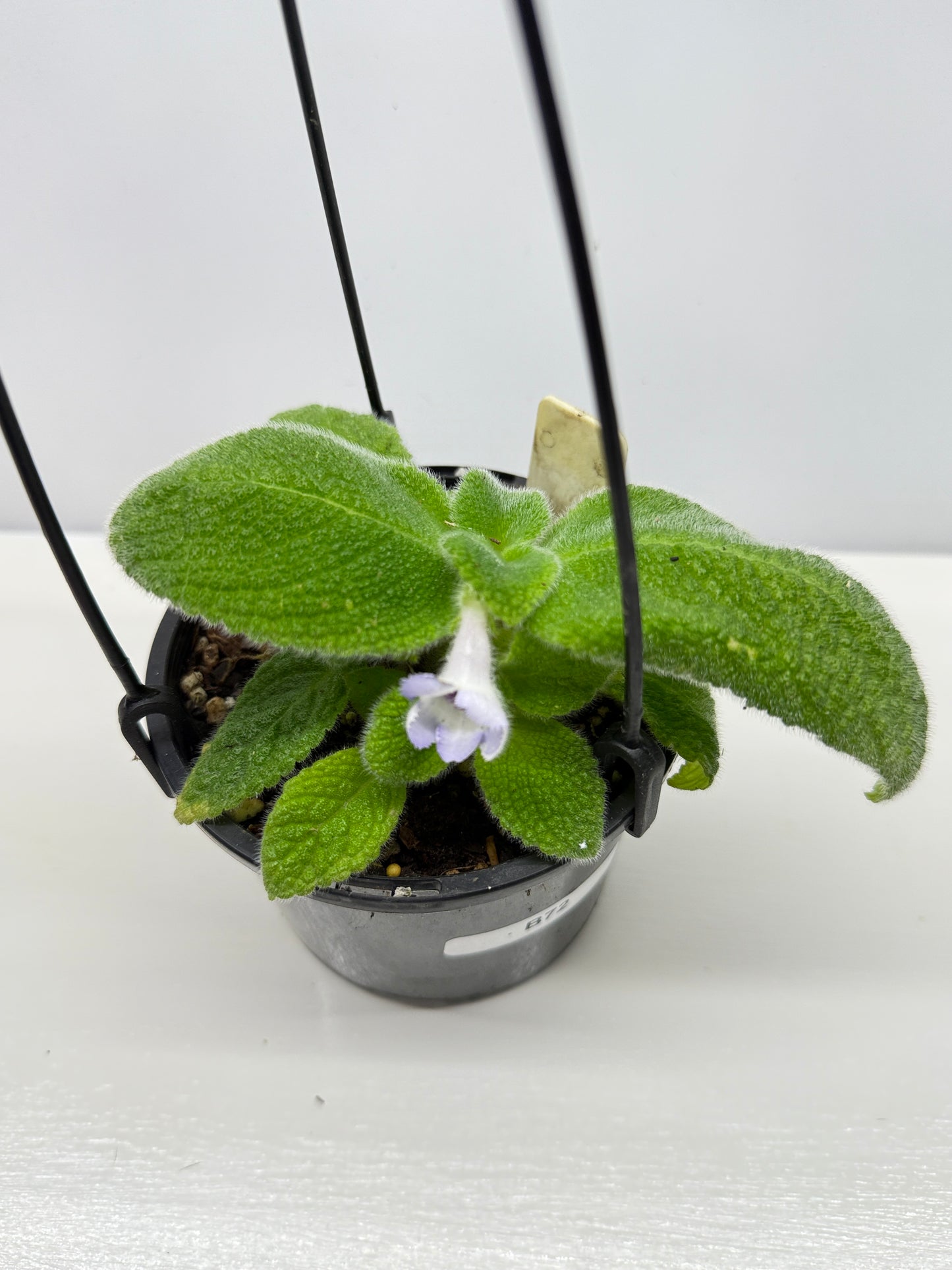 Episcia fimbriata 'Blue Heaven' - Rarely Offered B72
