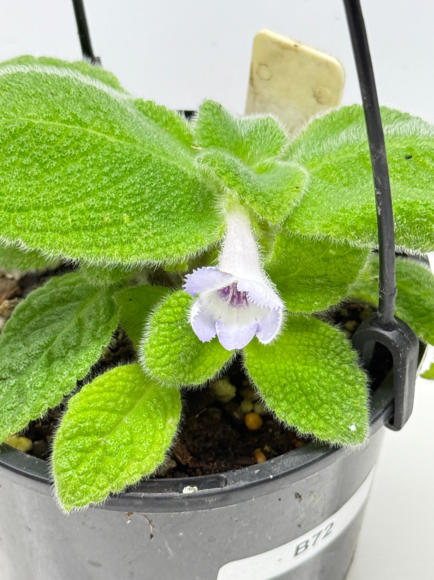 Episcia fimbriata 'Blue Heaven' - Rarely Offered B72