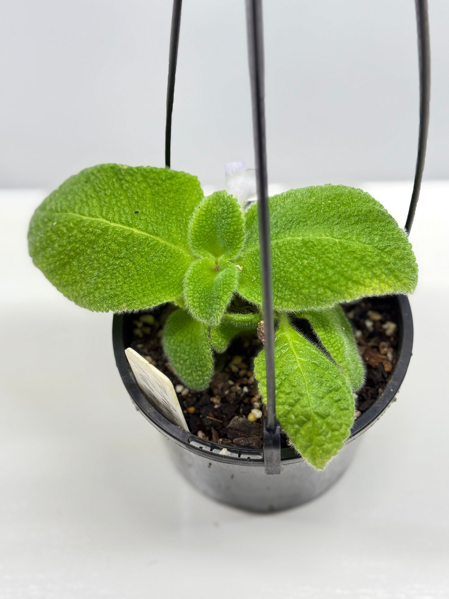 Episcia fimbriata 'Blue Heaven' - Rarely Offered B72
