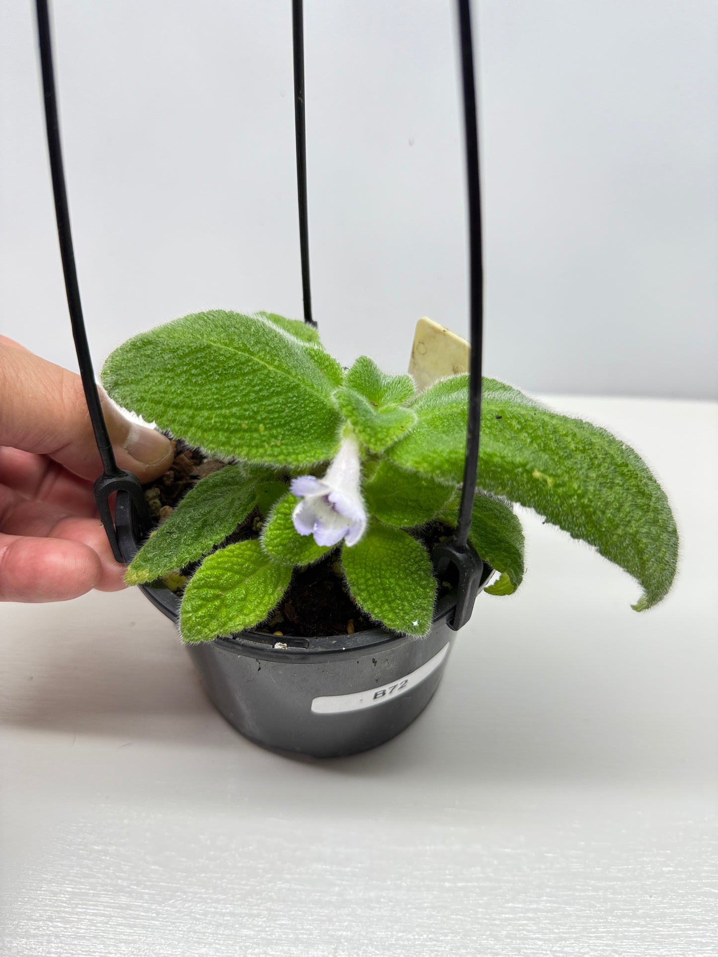 Episcia fimbriata 'Blue Heaven' - Rarely Offered B72