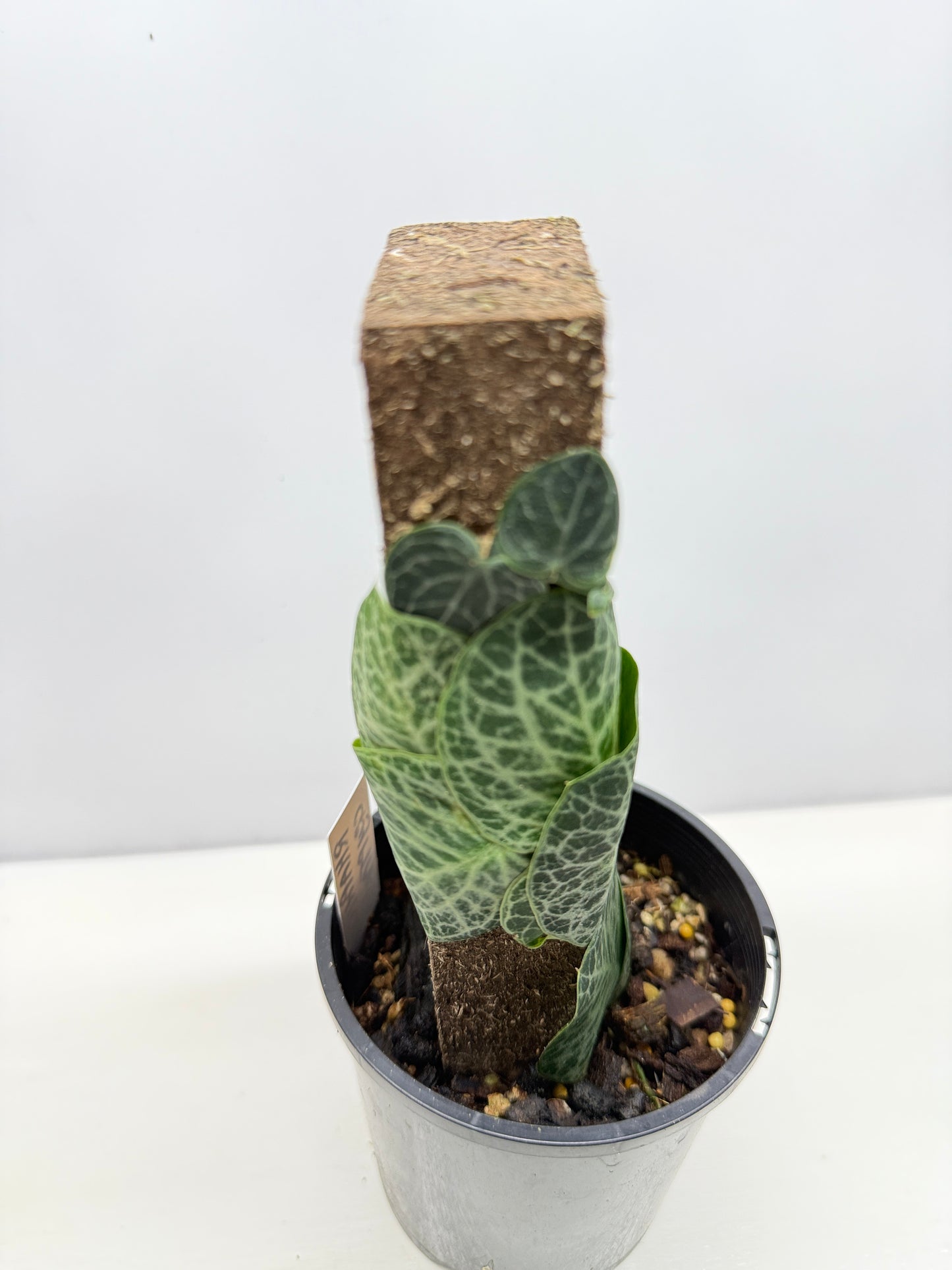 Rhaphidophora cryptantha B74