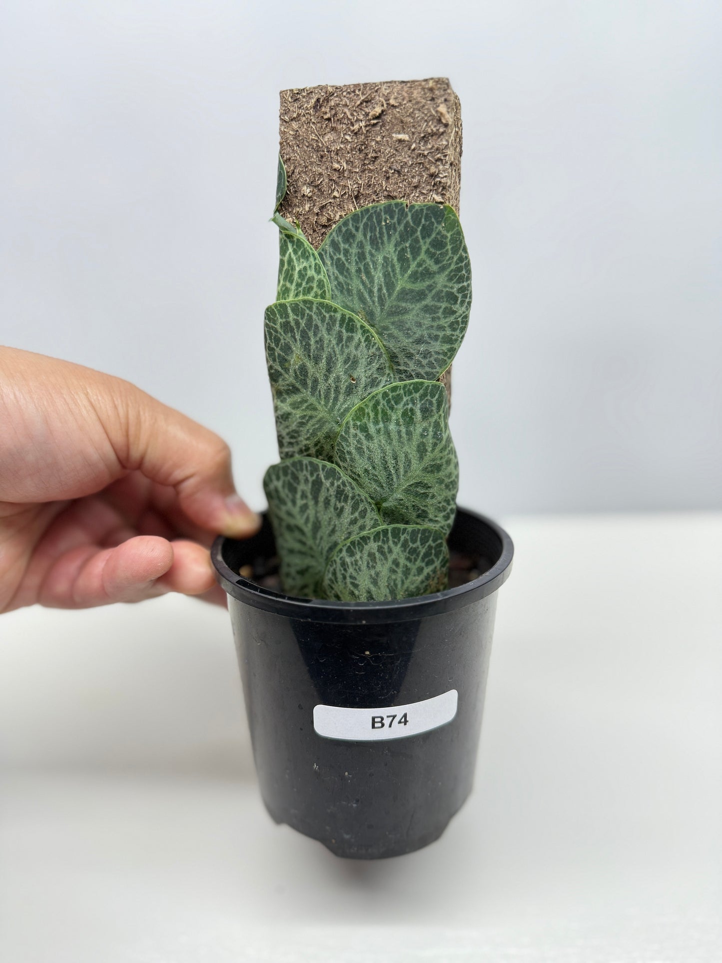 Rhaphidophora cryptantha B74