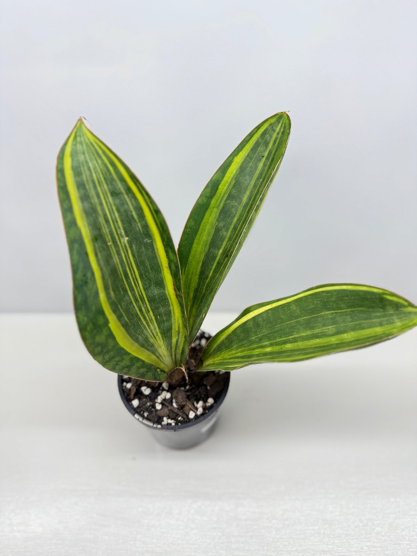 Sansevieria masoniana 'Variegated Whale Fin' B75