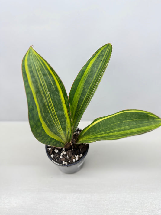 Sansevieria masoniana 'Variegated Whale Fin' B75