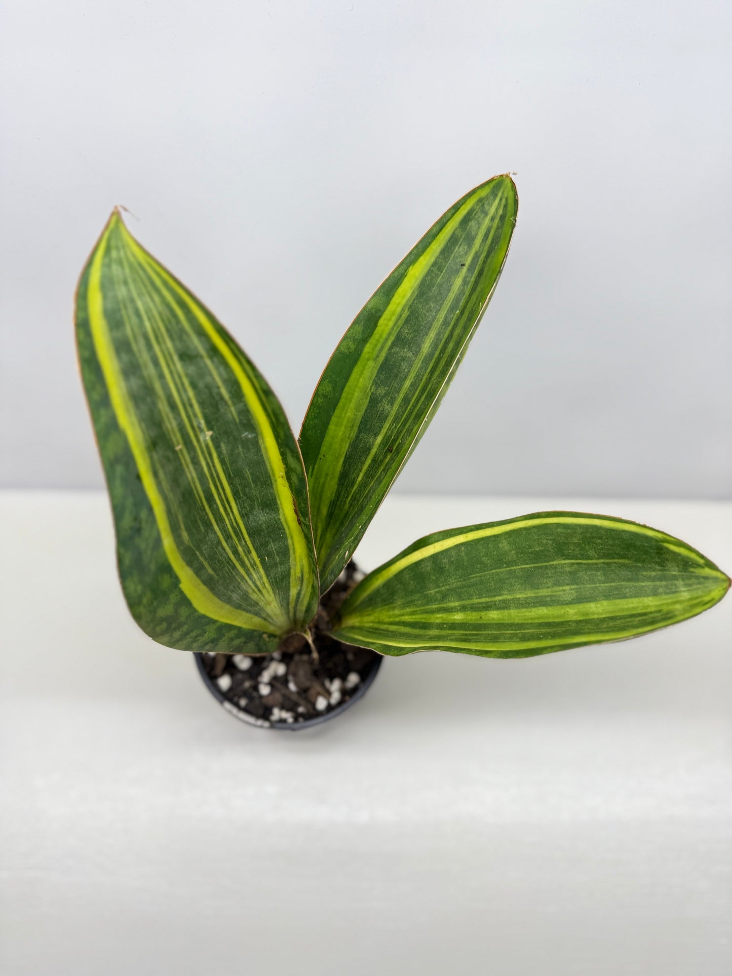 Sansevieria masoniana 'Variegated Whale Fin' B75
