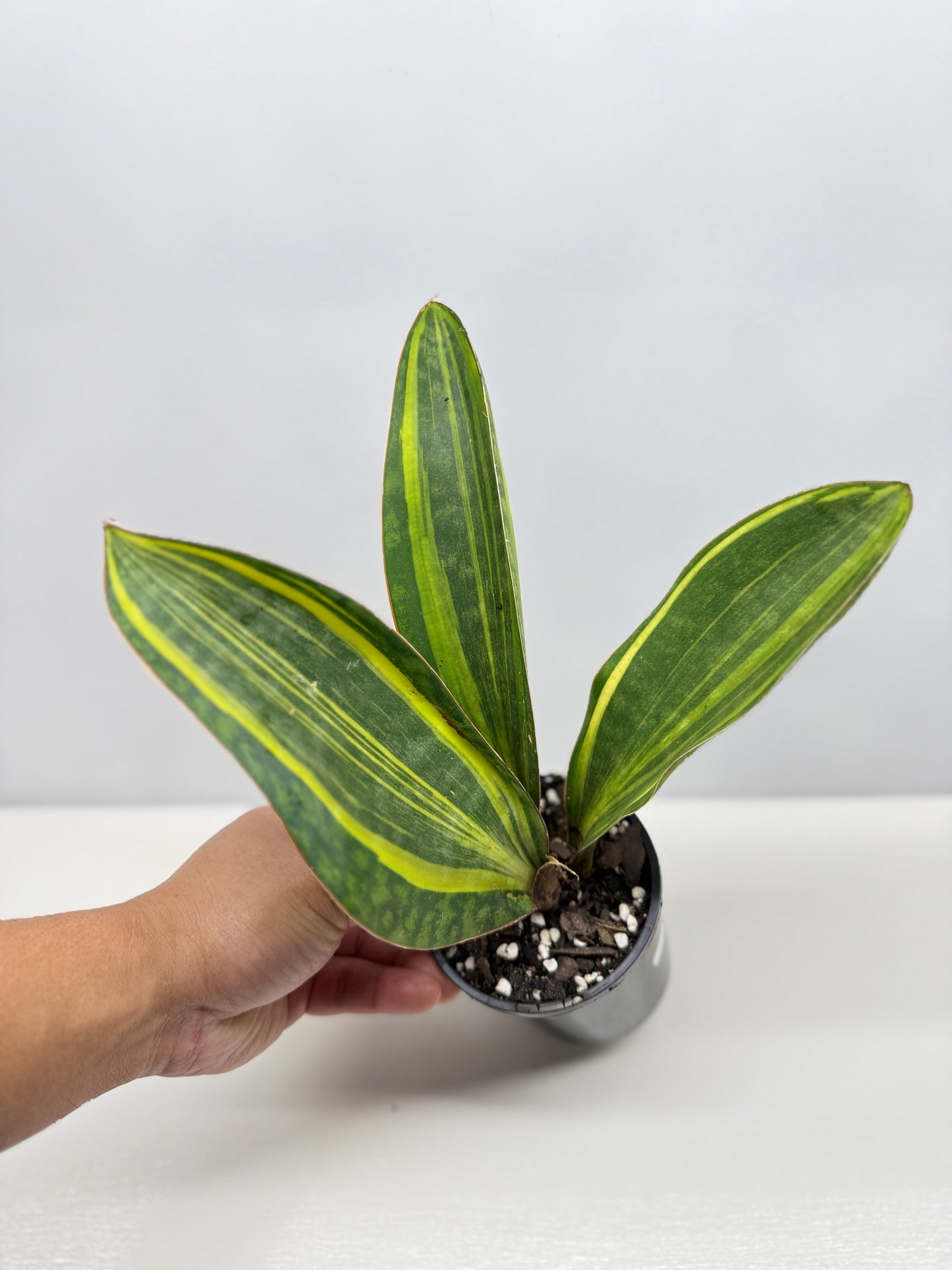 Sansevieria masoniana 'Variegated Whale Fin' B75