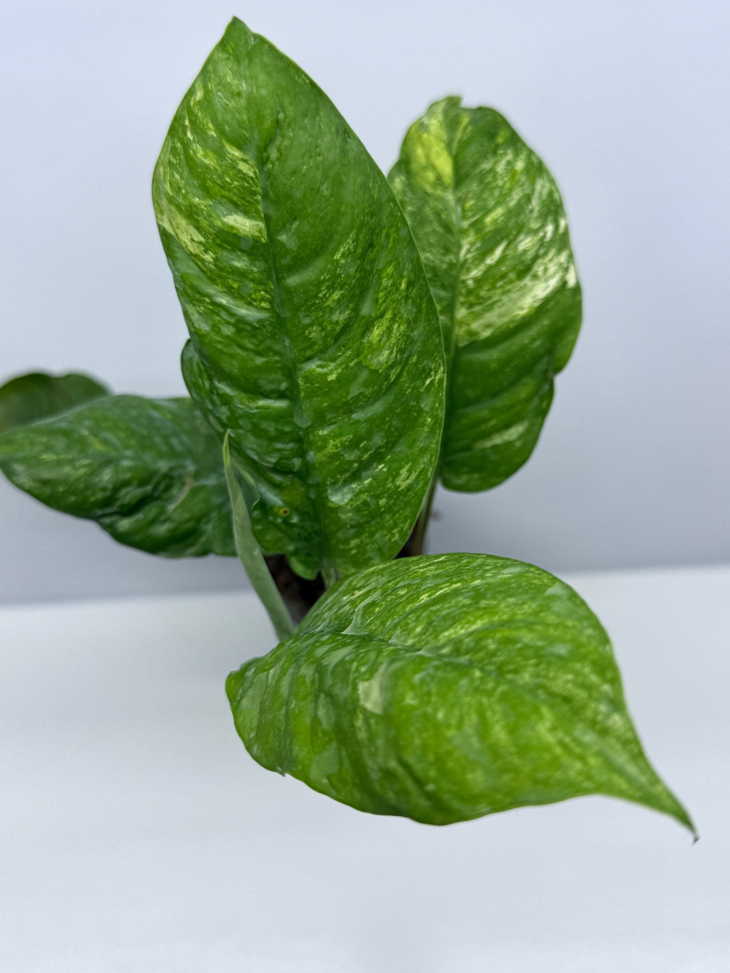 Rhaphidophora Puberula Variegata U54