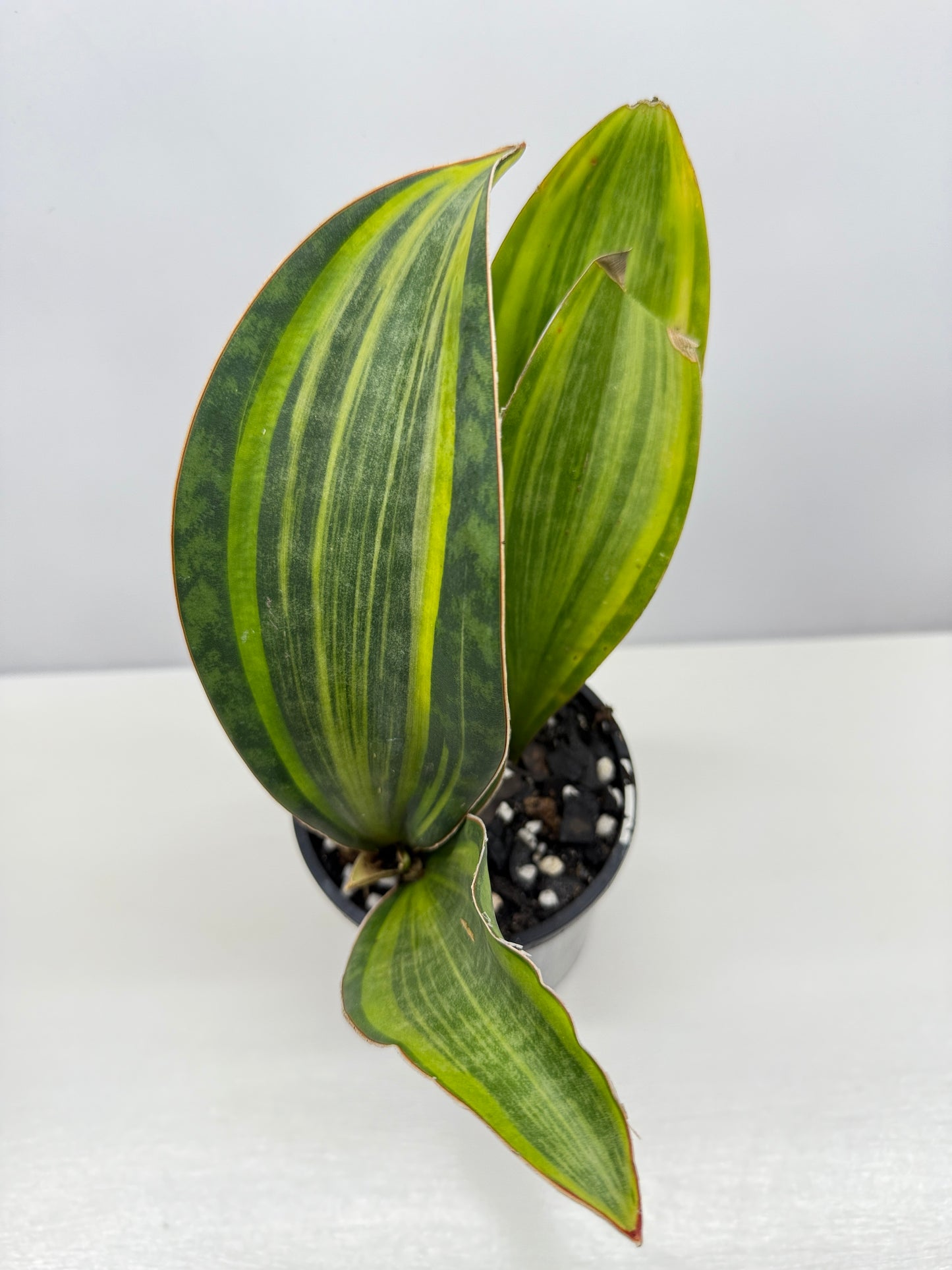 Sansevieria masoniana 'Variegated Whale Fin' B77