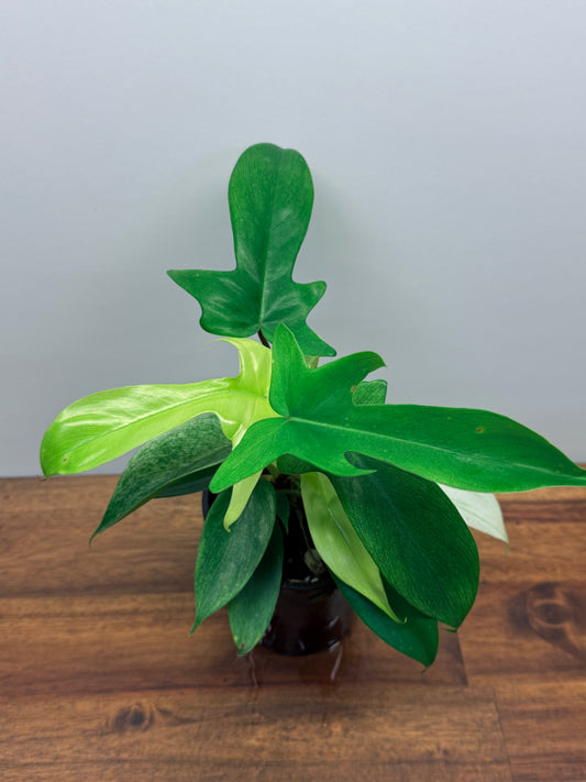 Philodendron Florida Ghost M8