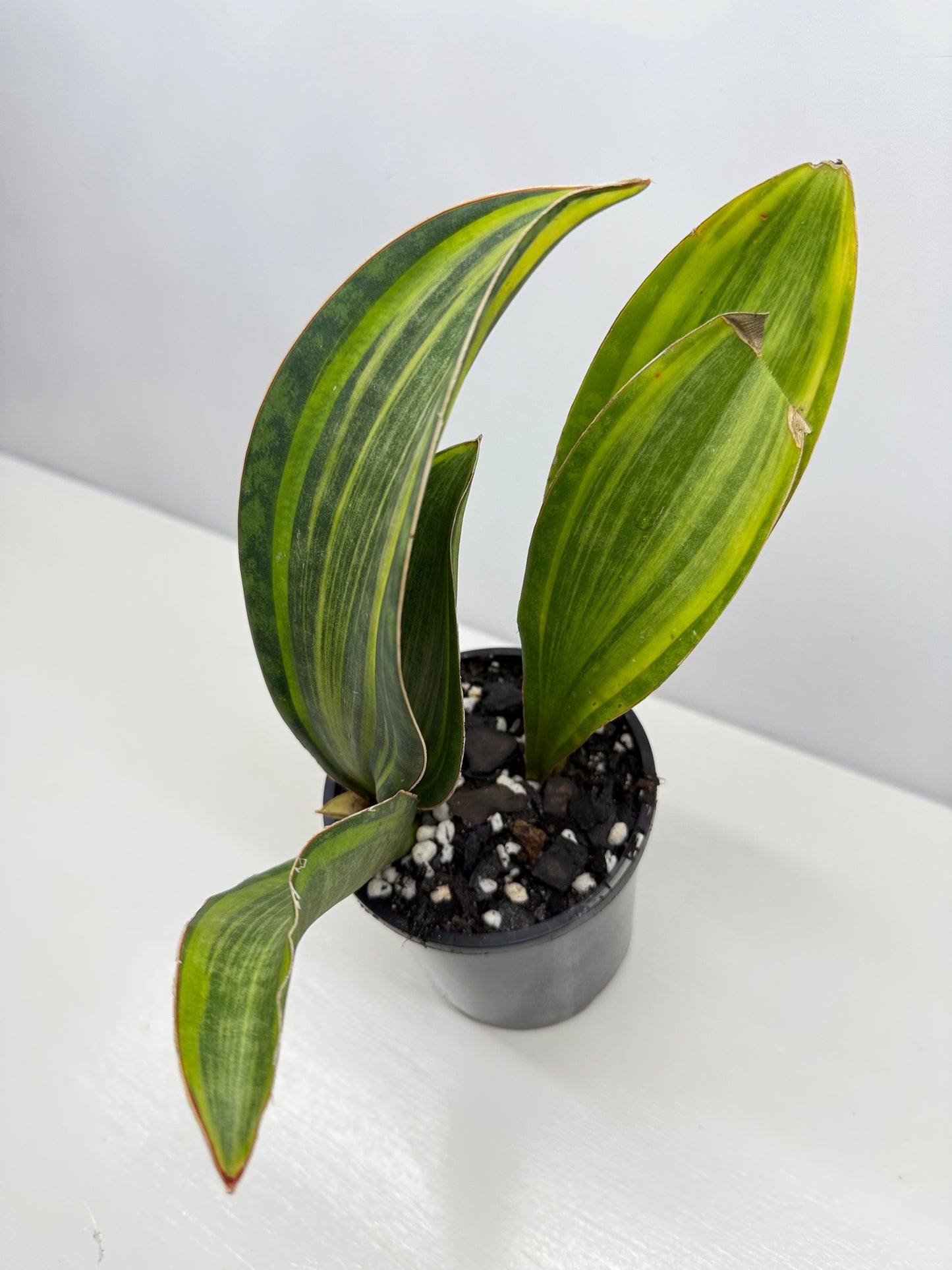 Sansevieria masoniana 'Variegated Whale Fin' B77