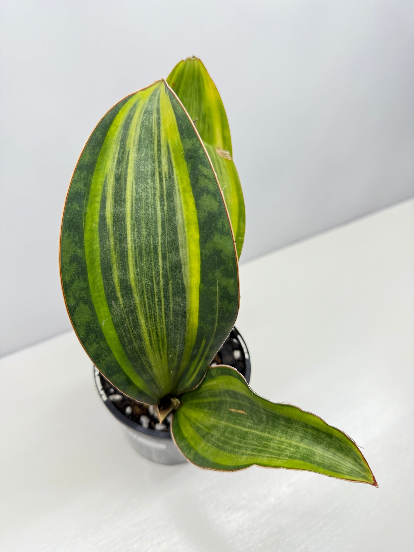Sansevieria masoniana 'Variegated Whale Fin' B77