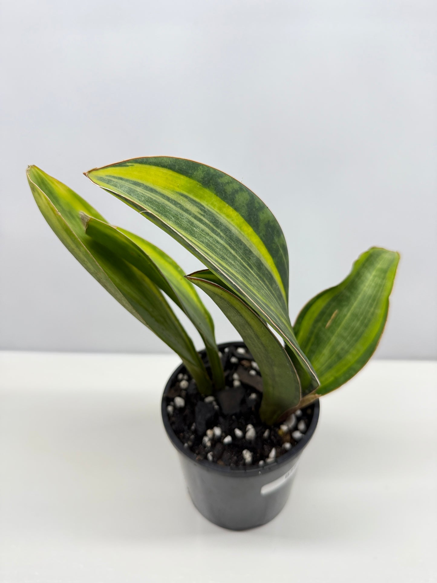 Sansevieria masoniana 'Variegated Whale Fin' B77