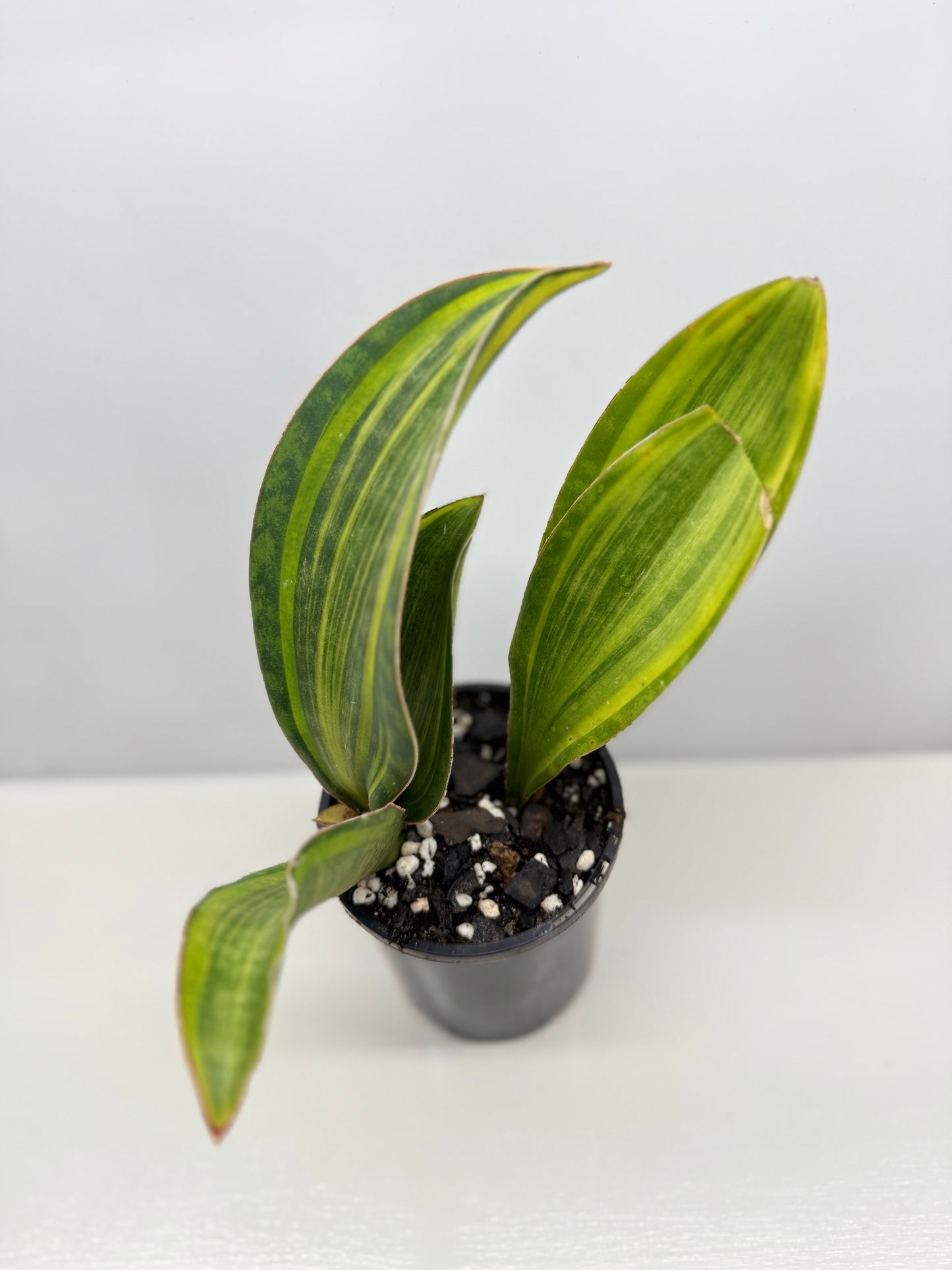 Sansevieria masoniana 'Variegated Whale Fin' B77