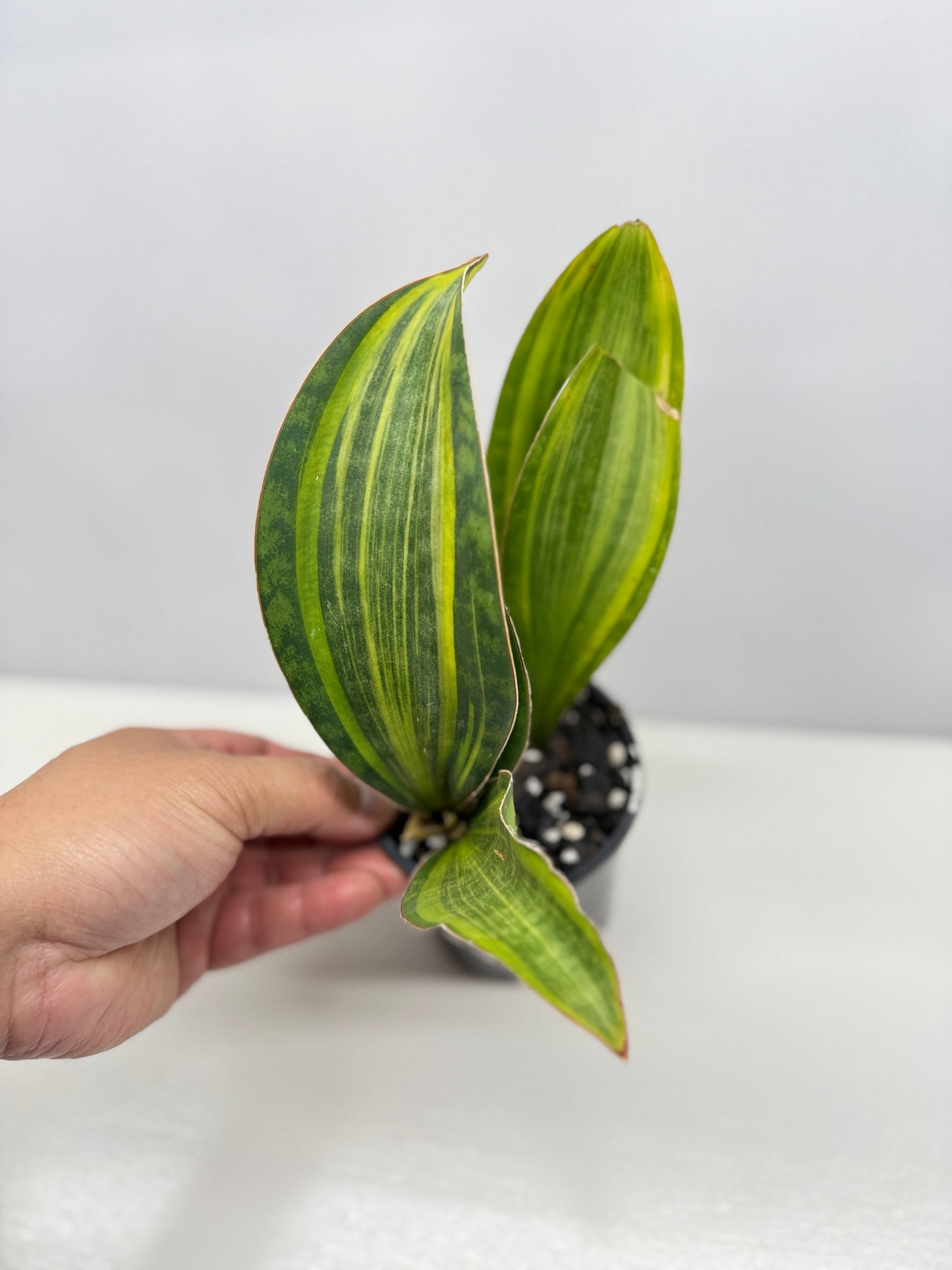 Sansevieria masoniana 'Variegated Whale Fin' B77