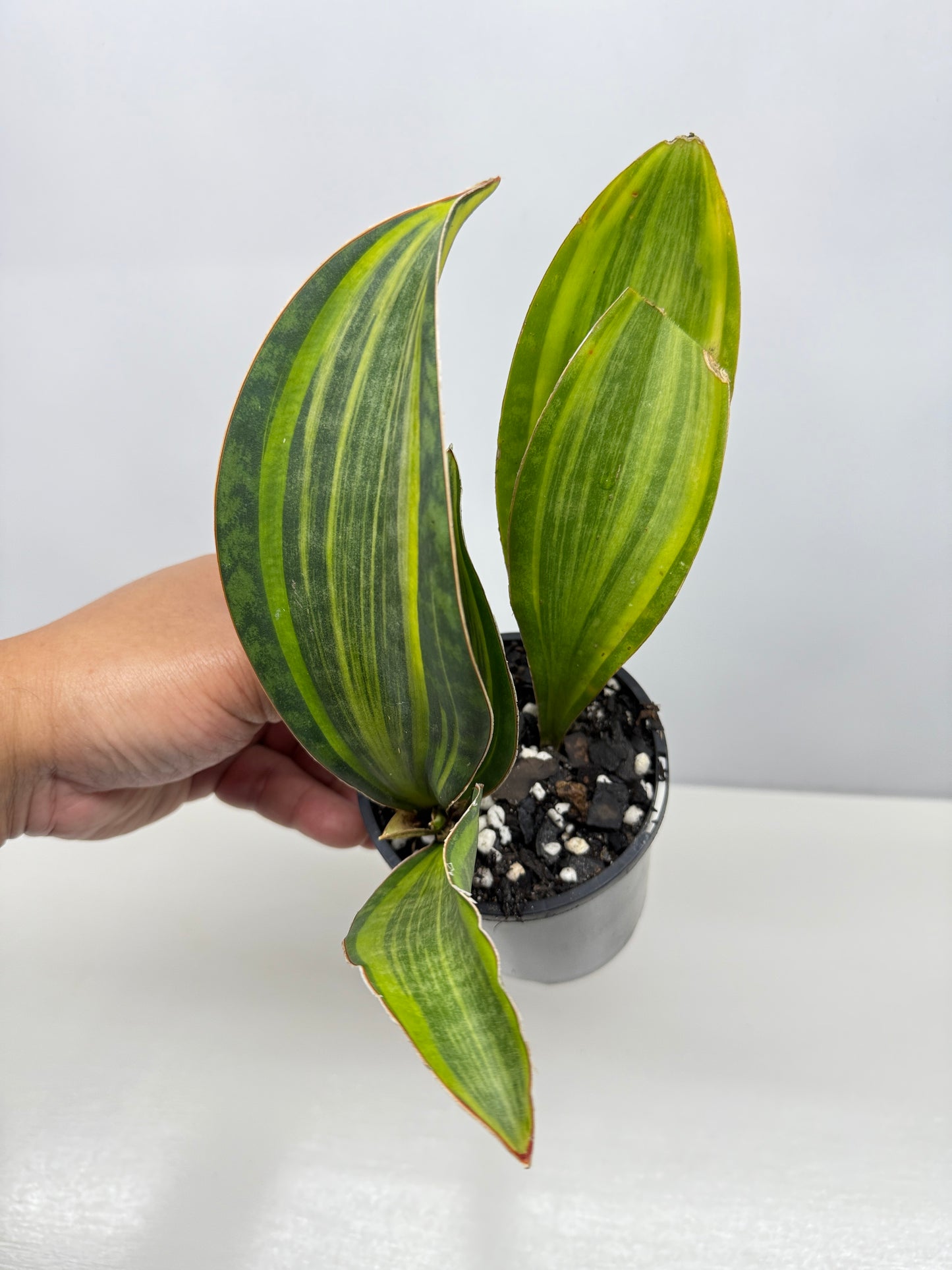 Sansevieria masoniana 'Variegated Whale Fin' B77