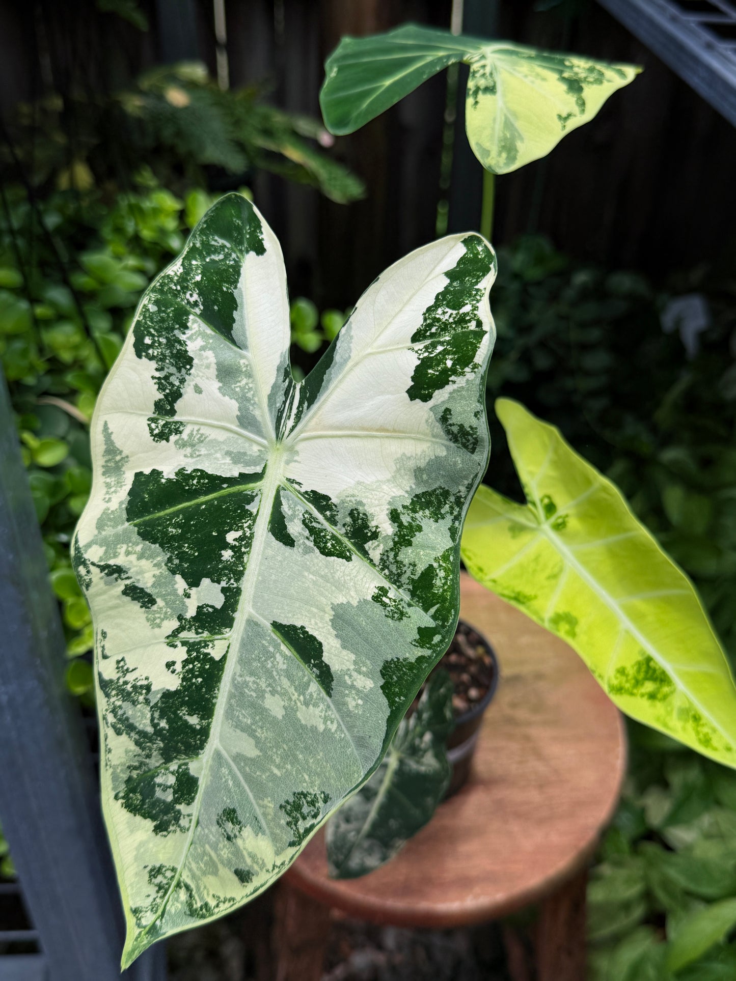 Alocasia Frydek Variegata H50