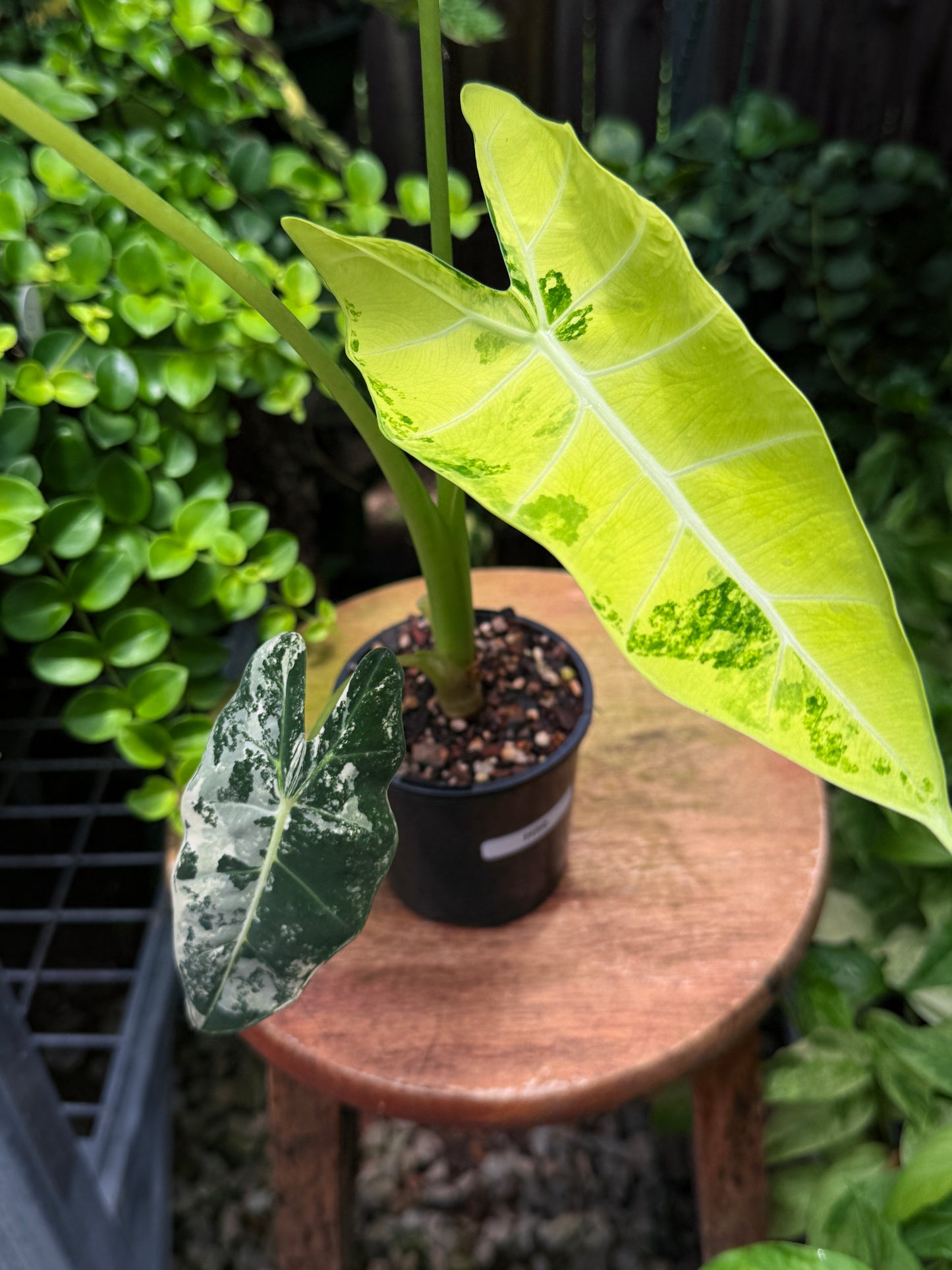 Alocasia Frydek Variegata H50