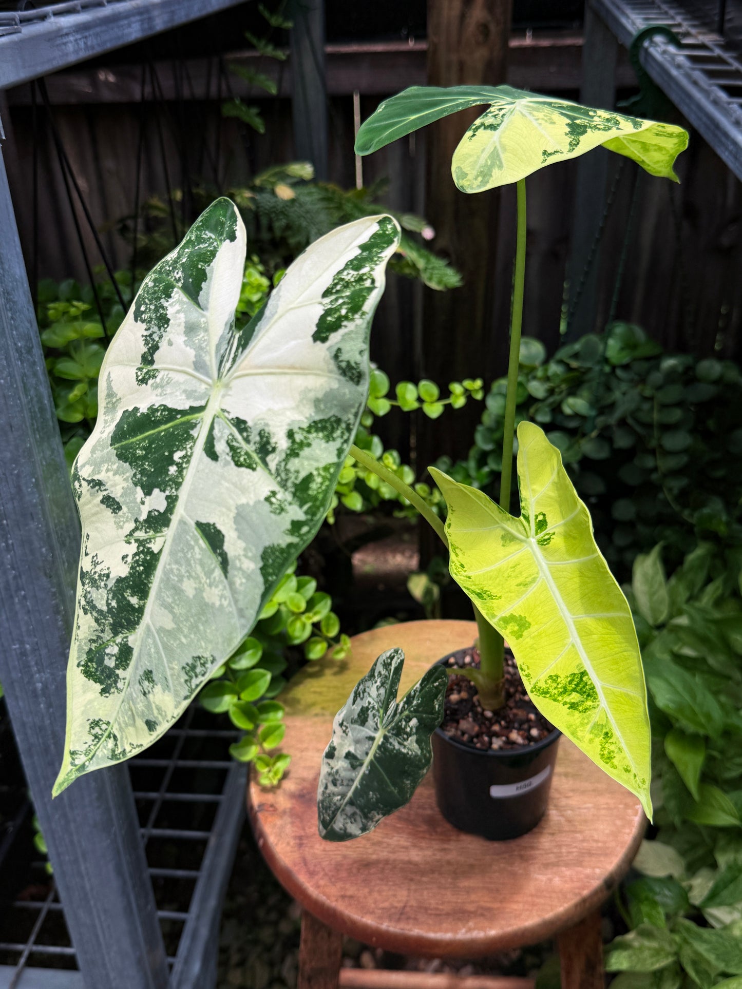 Alocasia Frydek Variegata H50