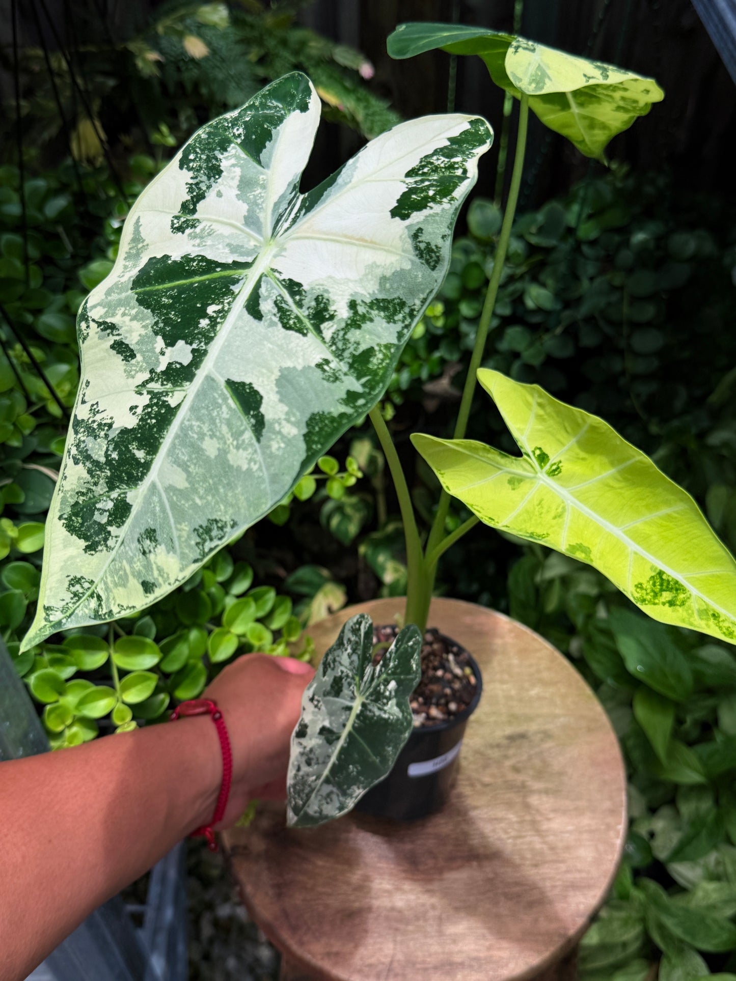 Alocasia Frydek Variegata H50