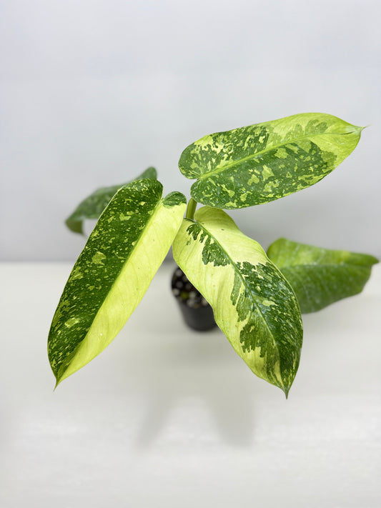 Philodendron 'Jose Buono' - Large NONTC B82