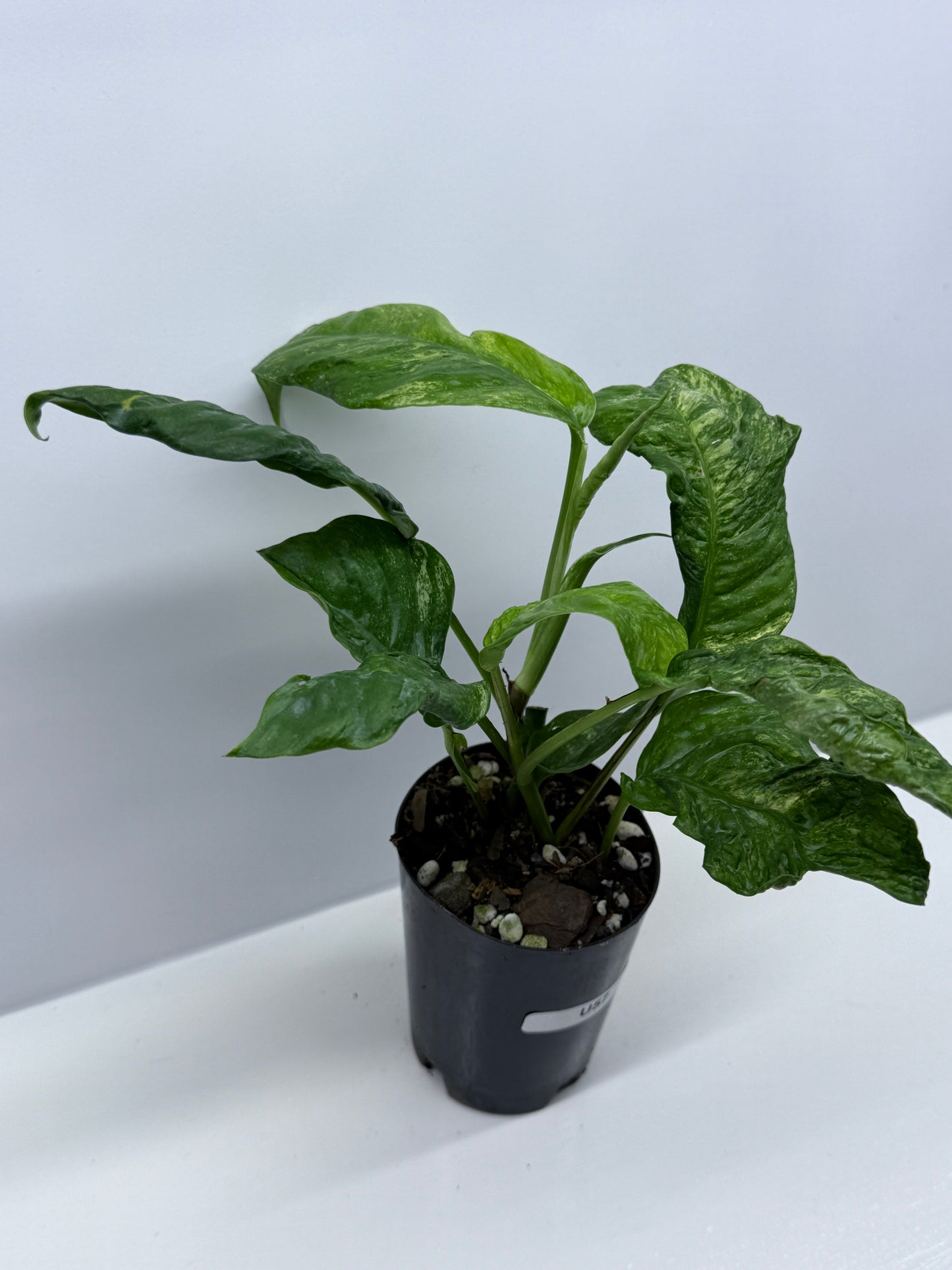 Rhaphidophora Puberula Variegata U57