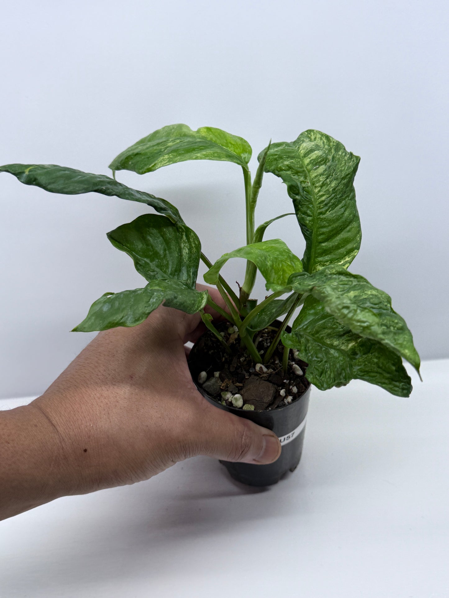 Rhaphidophora Puberula Variegata U57