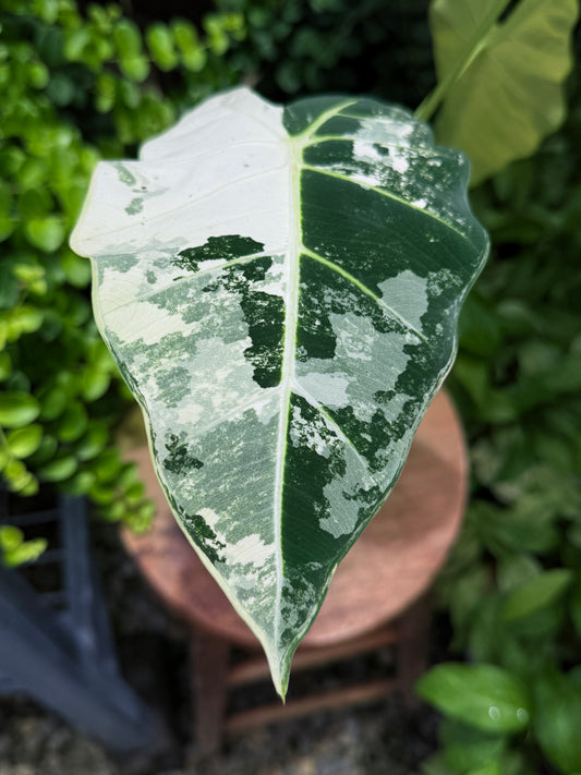Alocasia Frydek Variegata H52