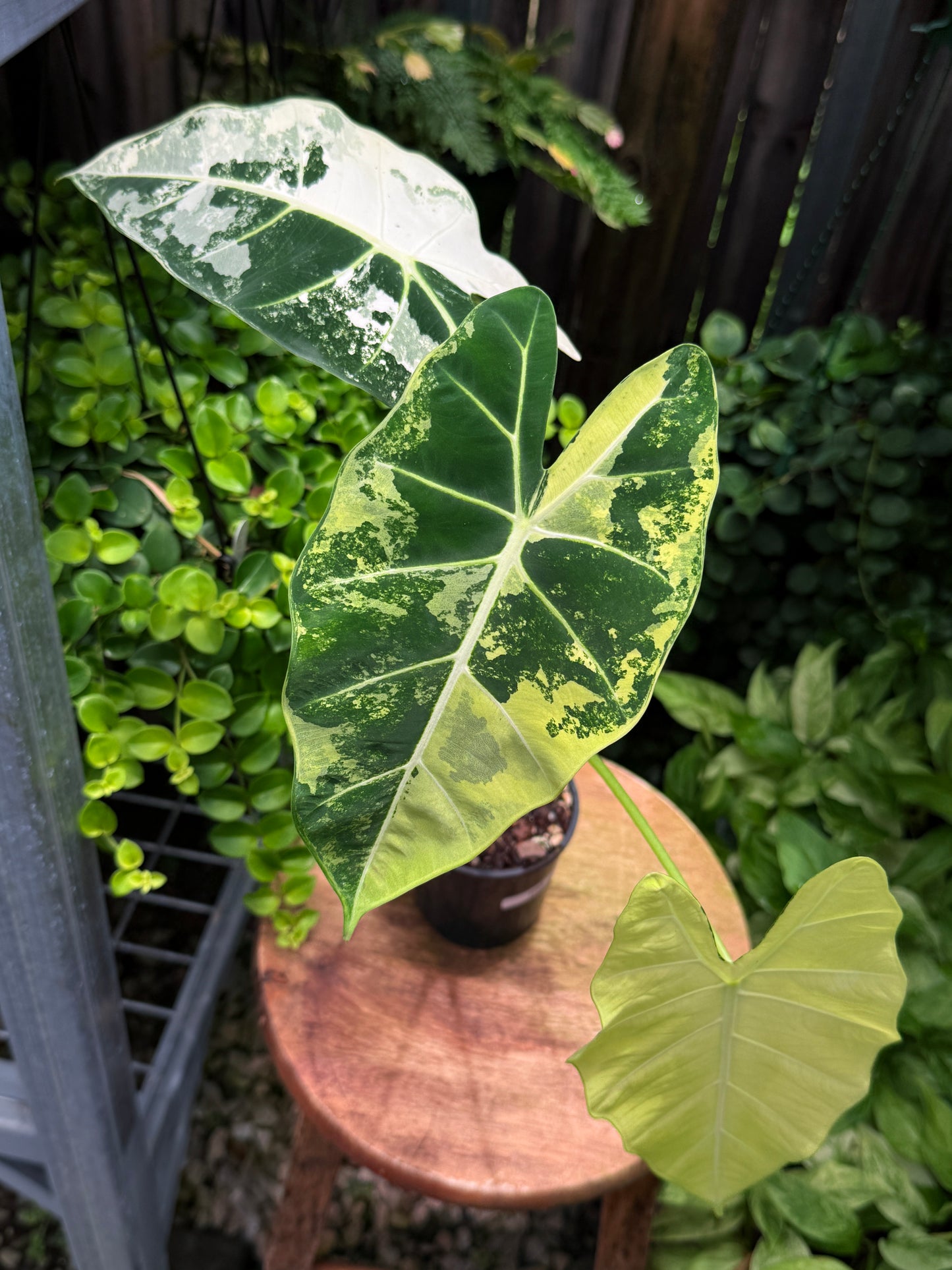 Alocasia Frydek Variegata H52